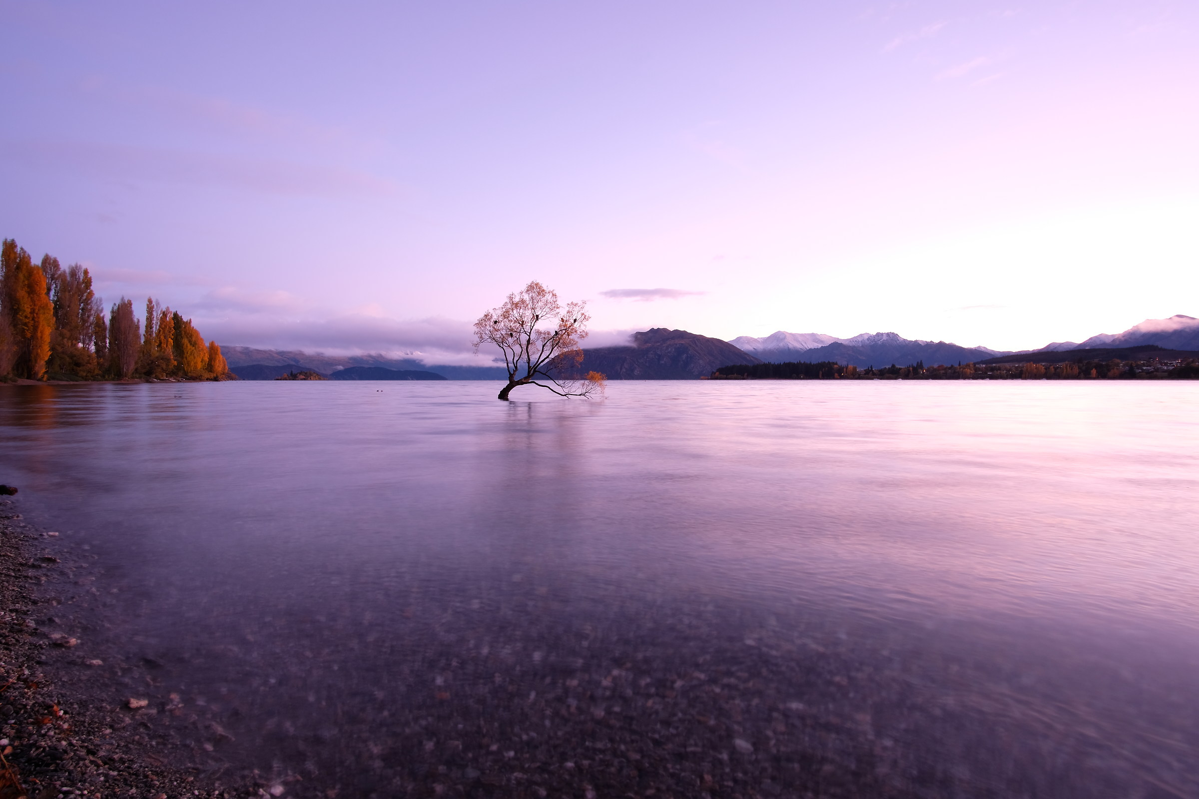Wanaka tree