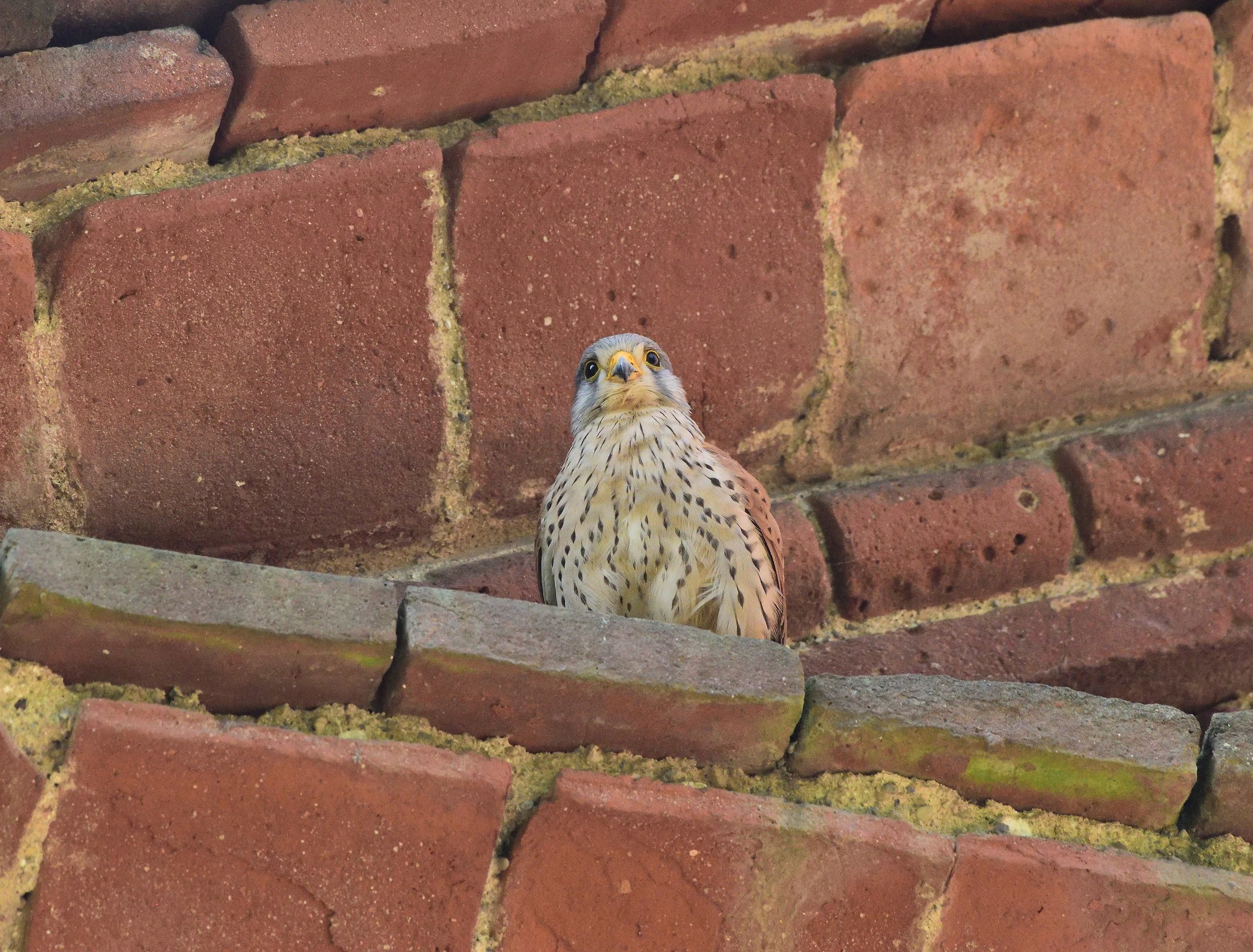 Kestrel