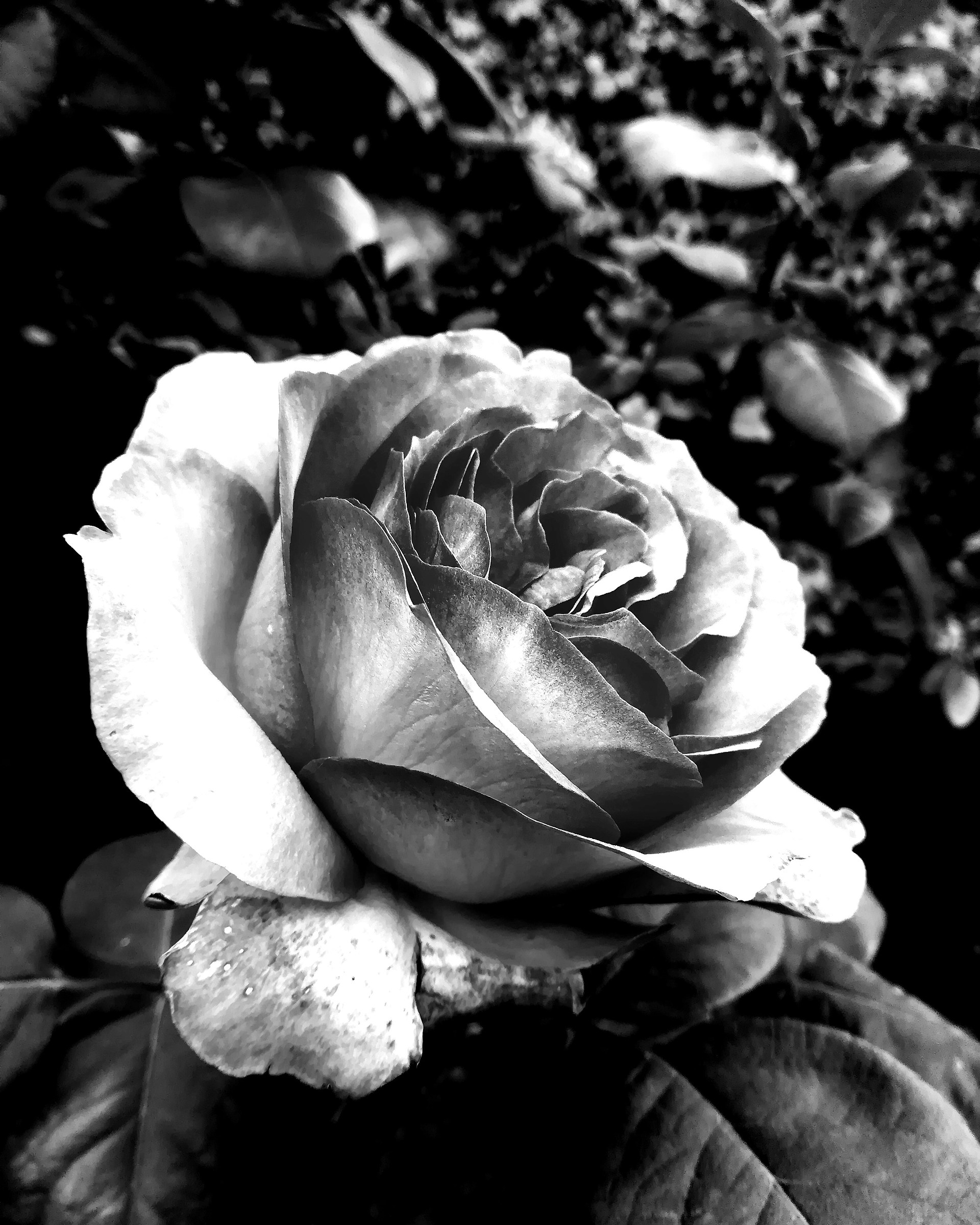 Flower in b/w