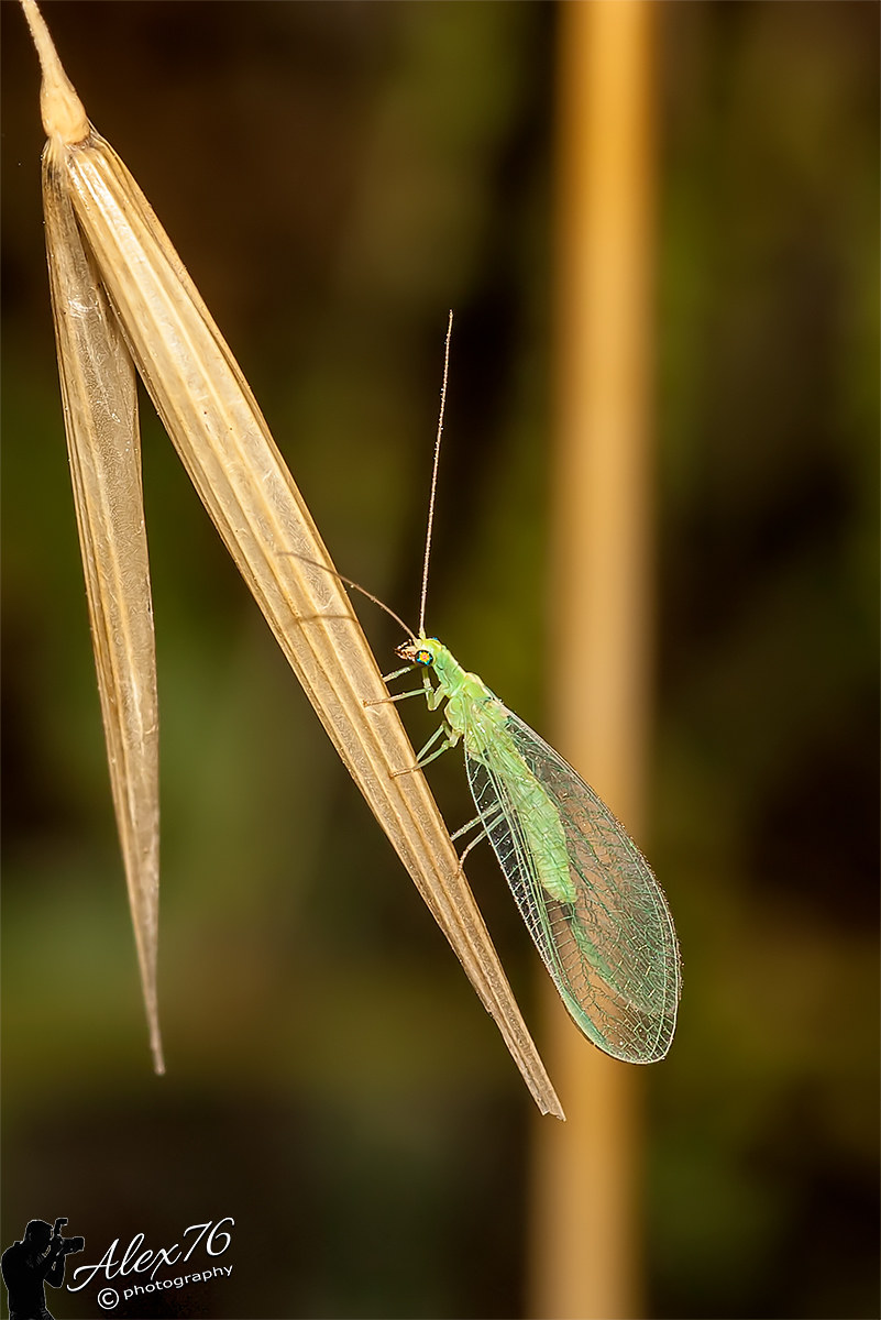 Crisopa (Chrysoperla carnea)