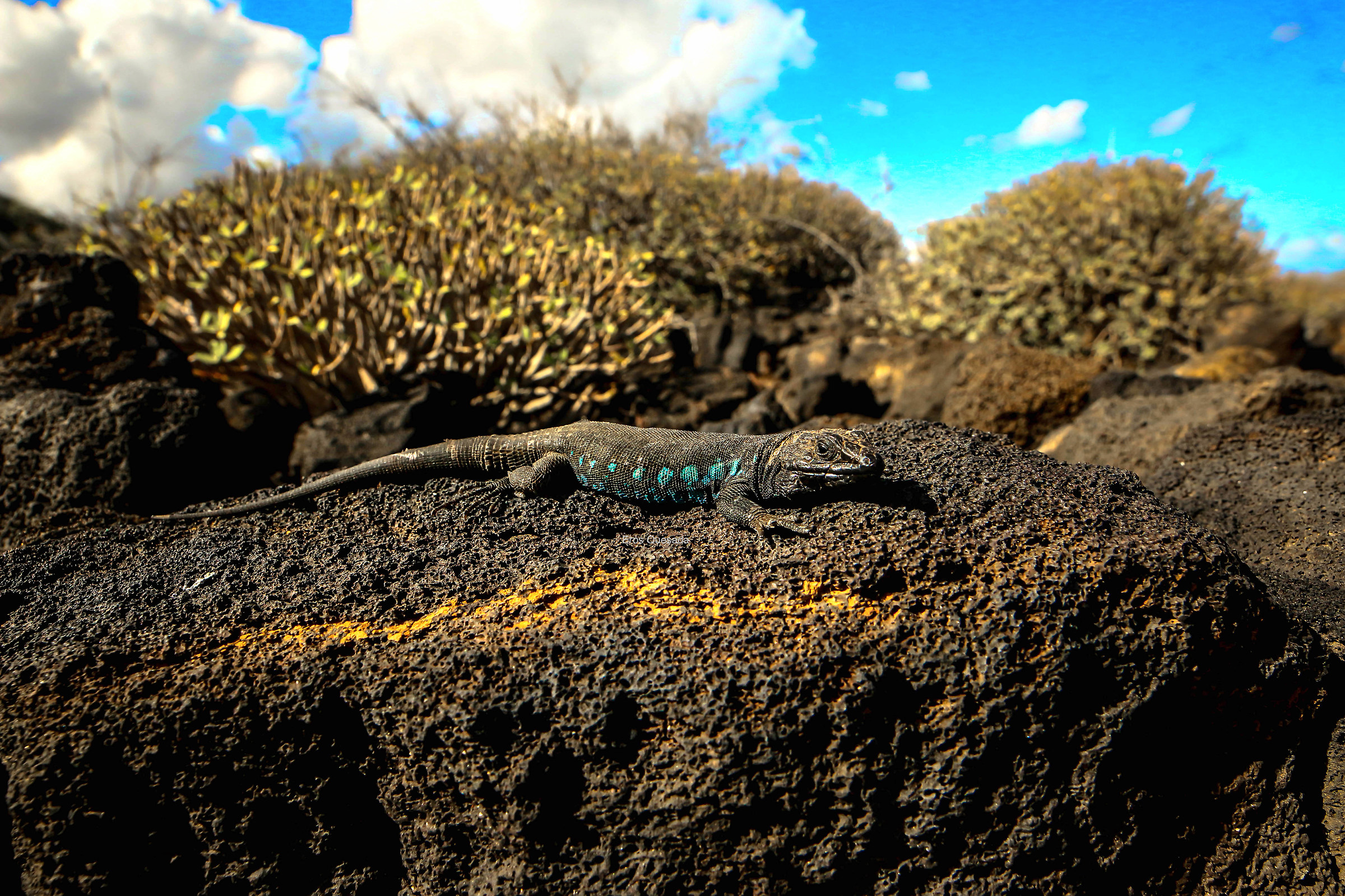 Atlantic gallium, endemic to the Canary Islands