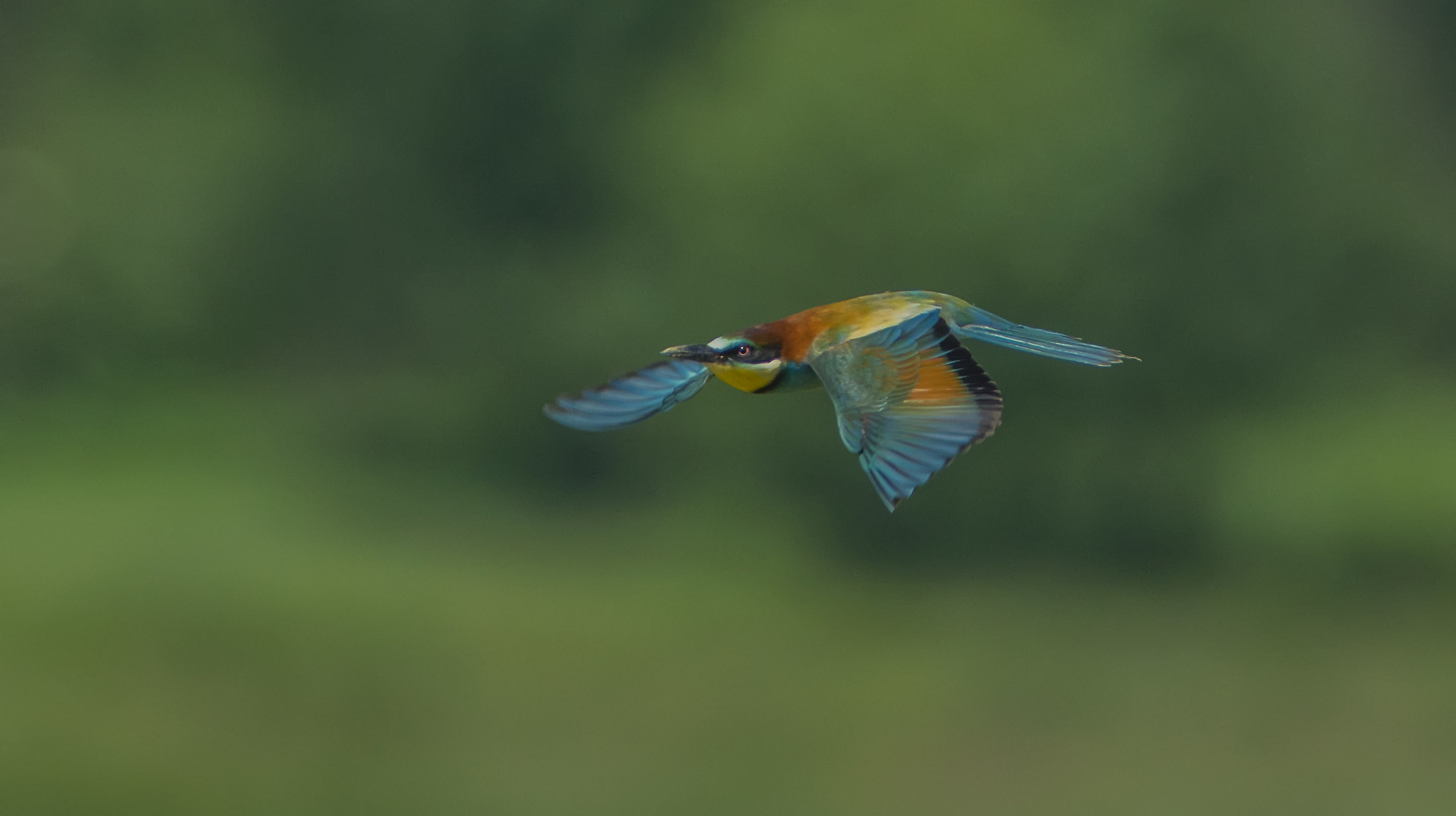 Bee-eater