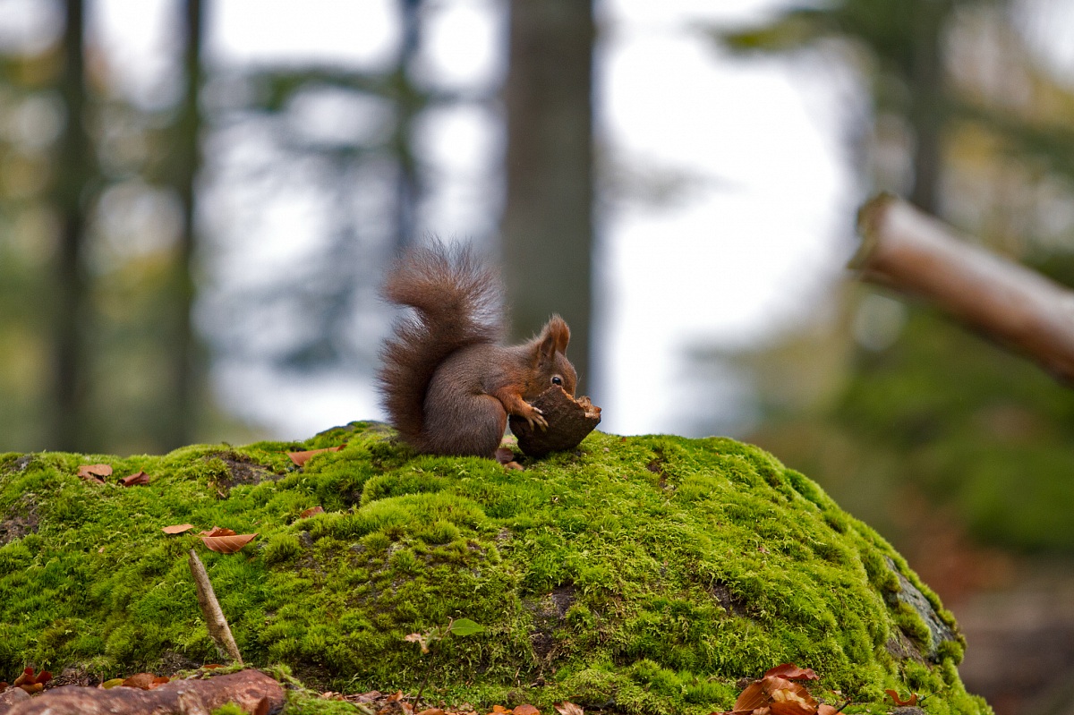 Yum yum sgrunf sgrunf