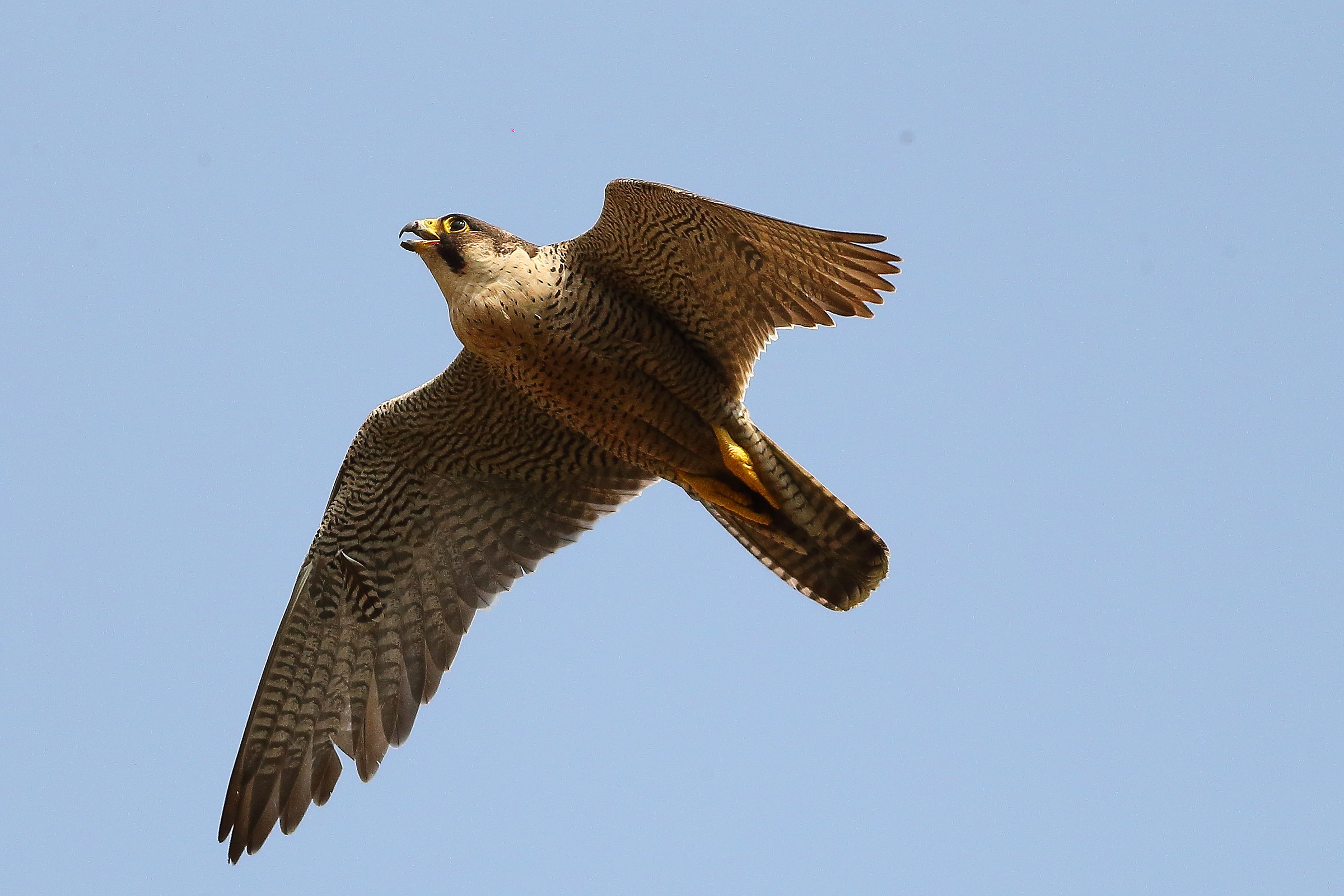 Peregrine falcon