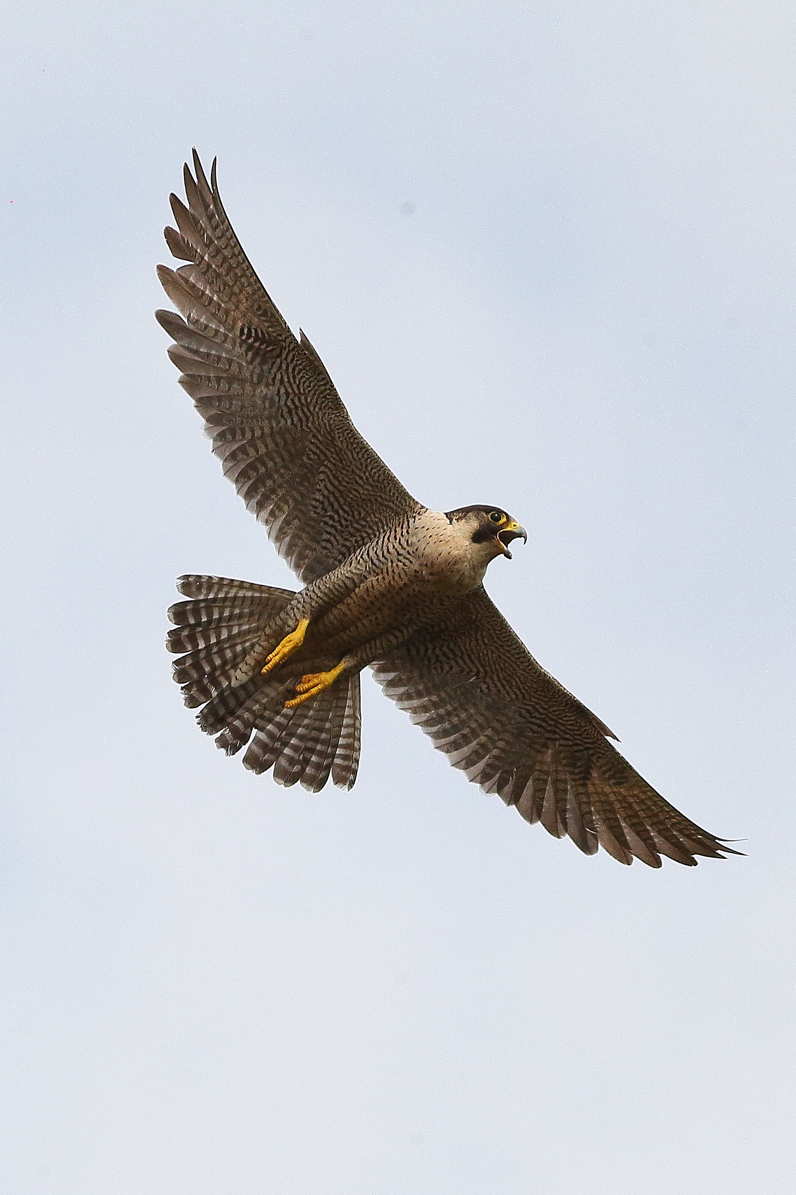 Peregrine falcon