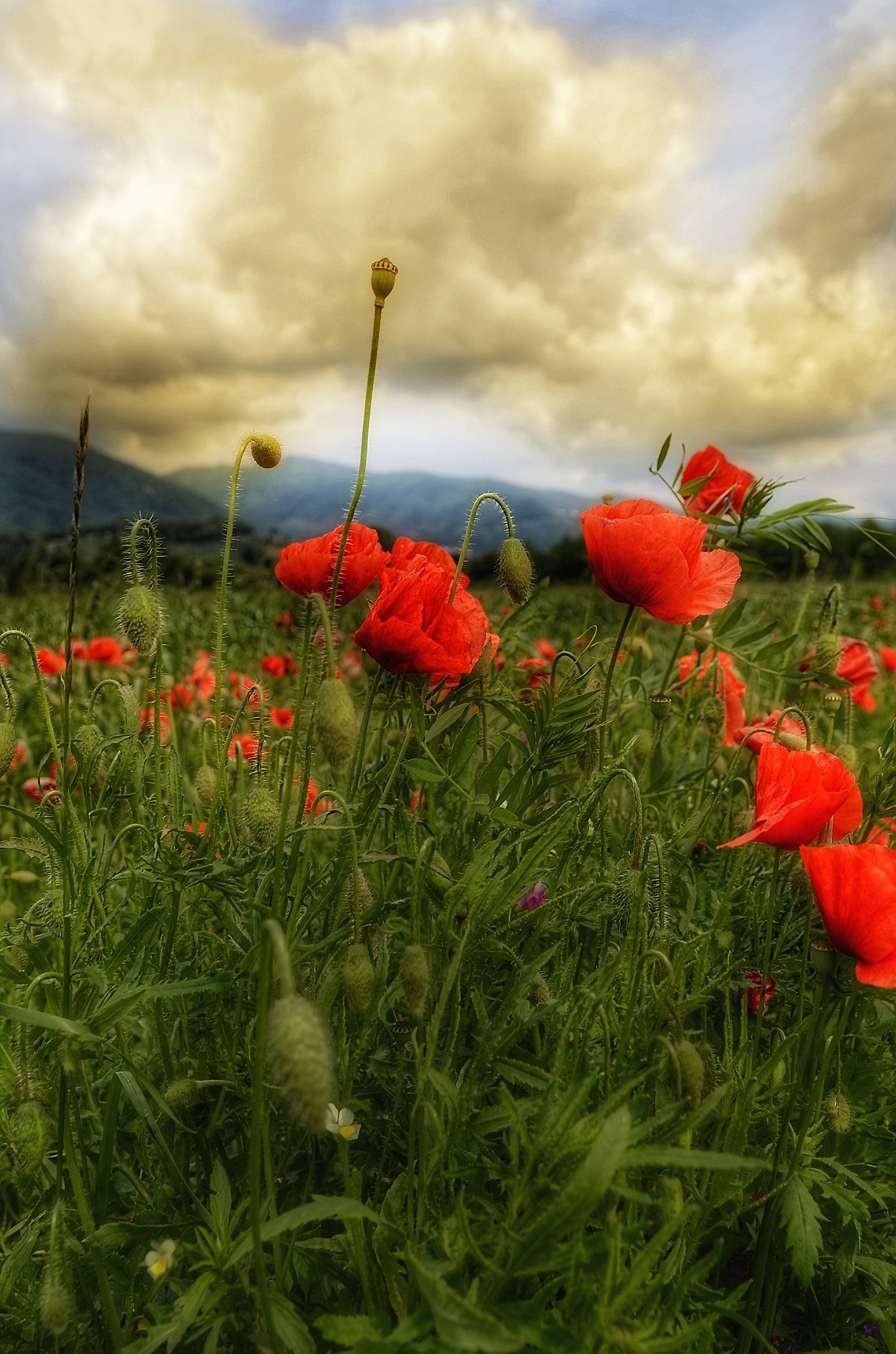 Poppies