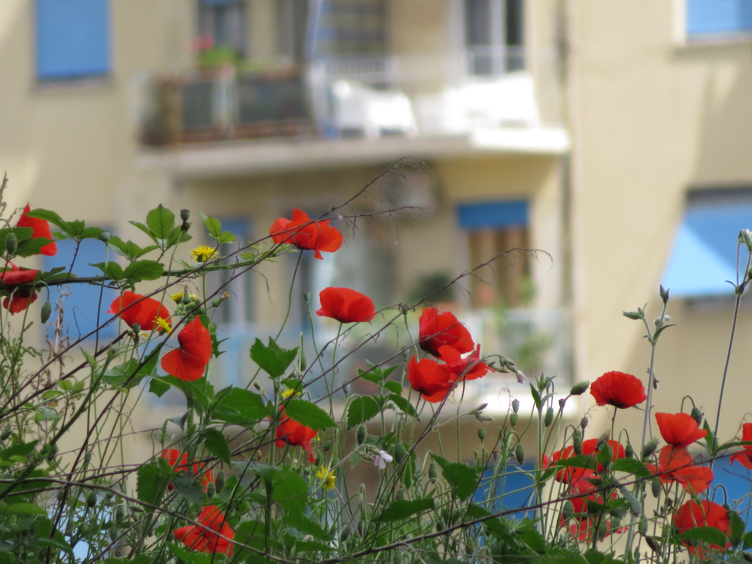 Poppies without Ducks