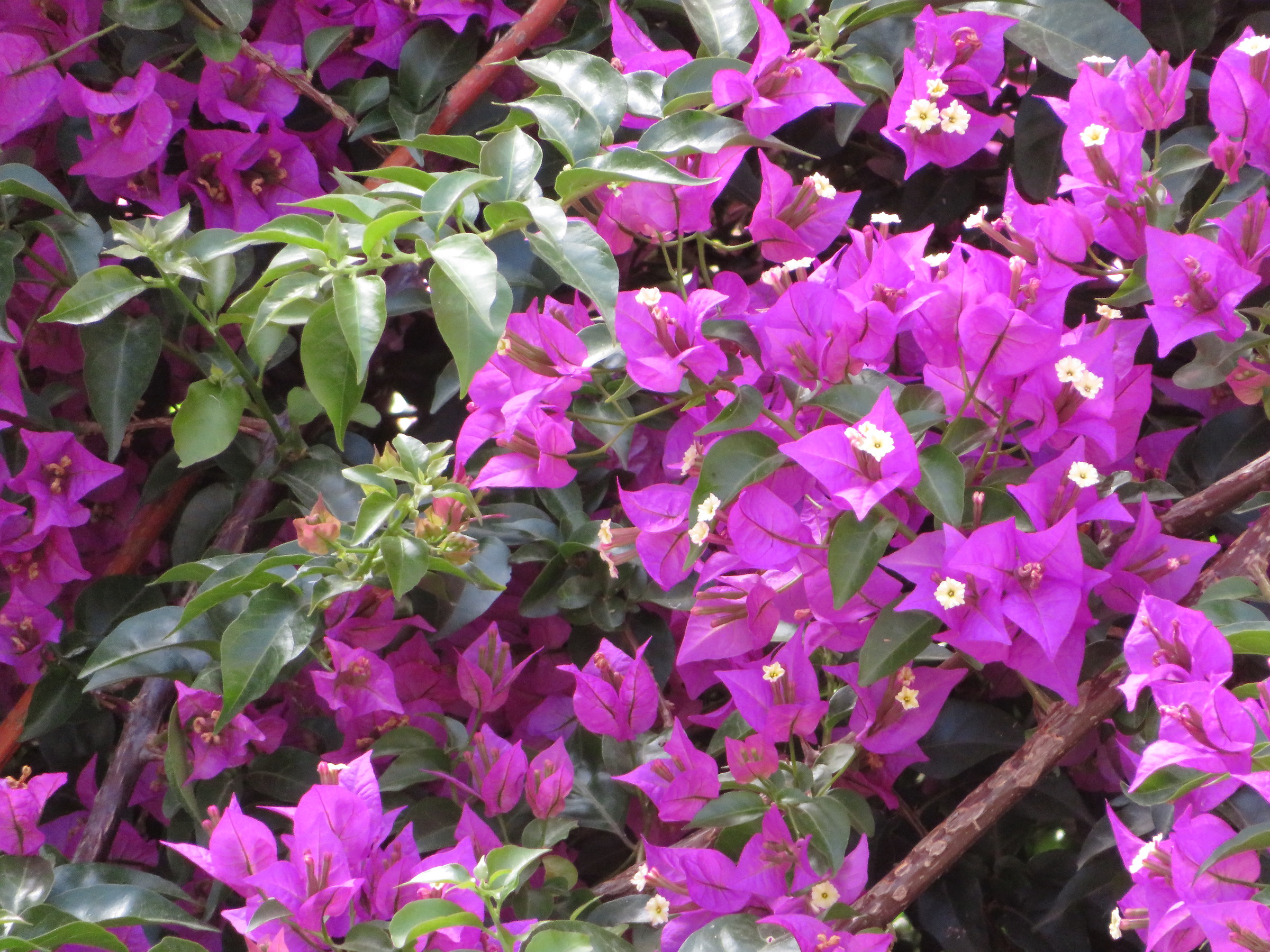 Bougainvillea in Bloom