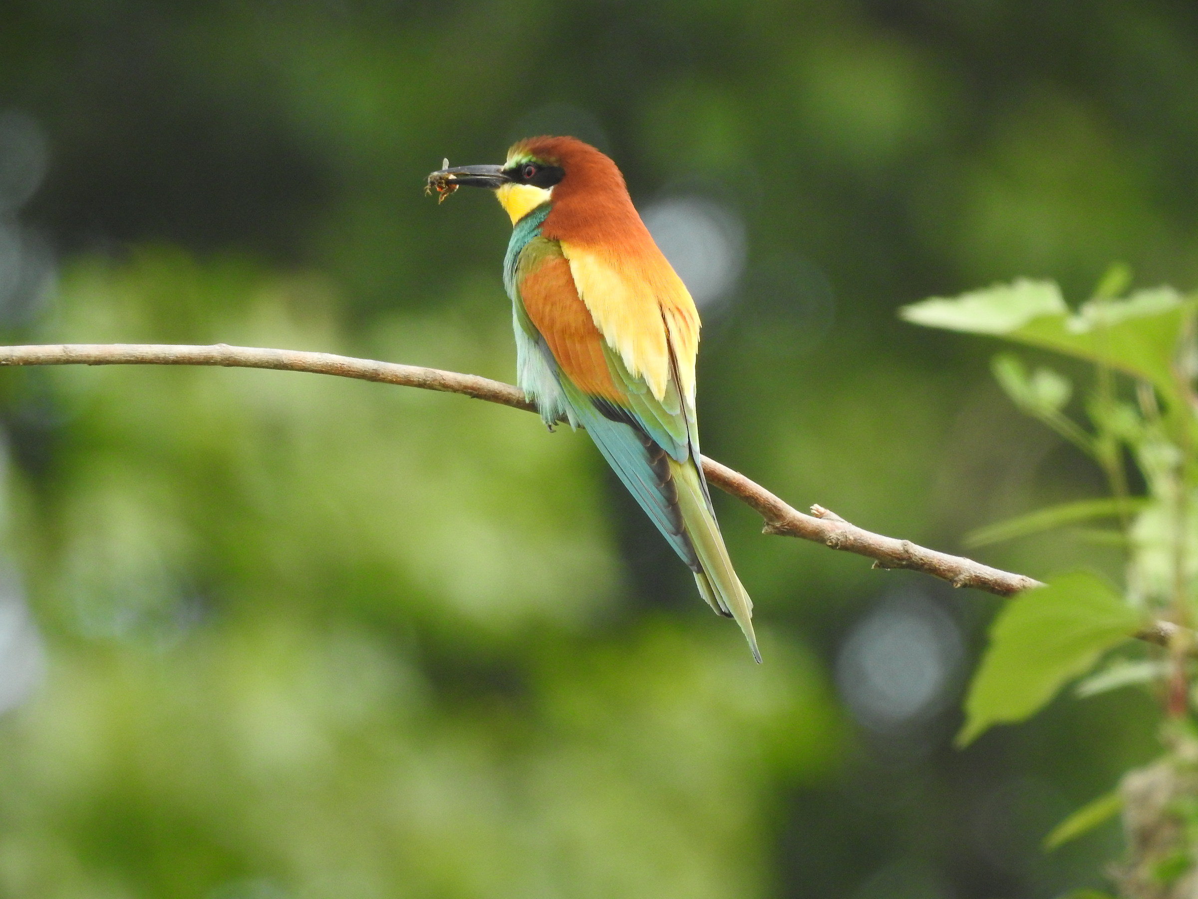 Il gruccione e l'ape