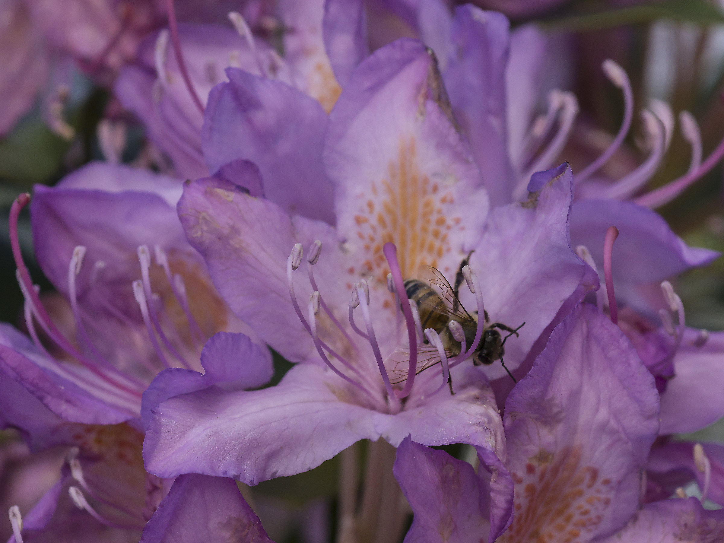 Rhododendron Catawbiense - 4 (con ape)