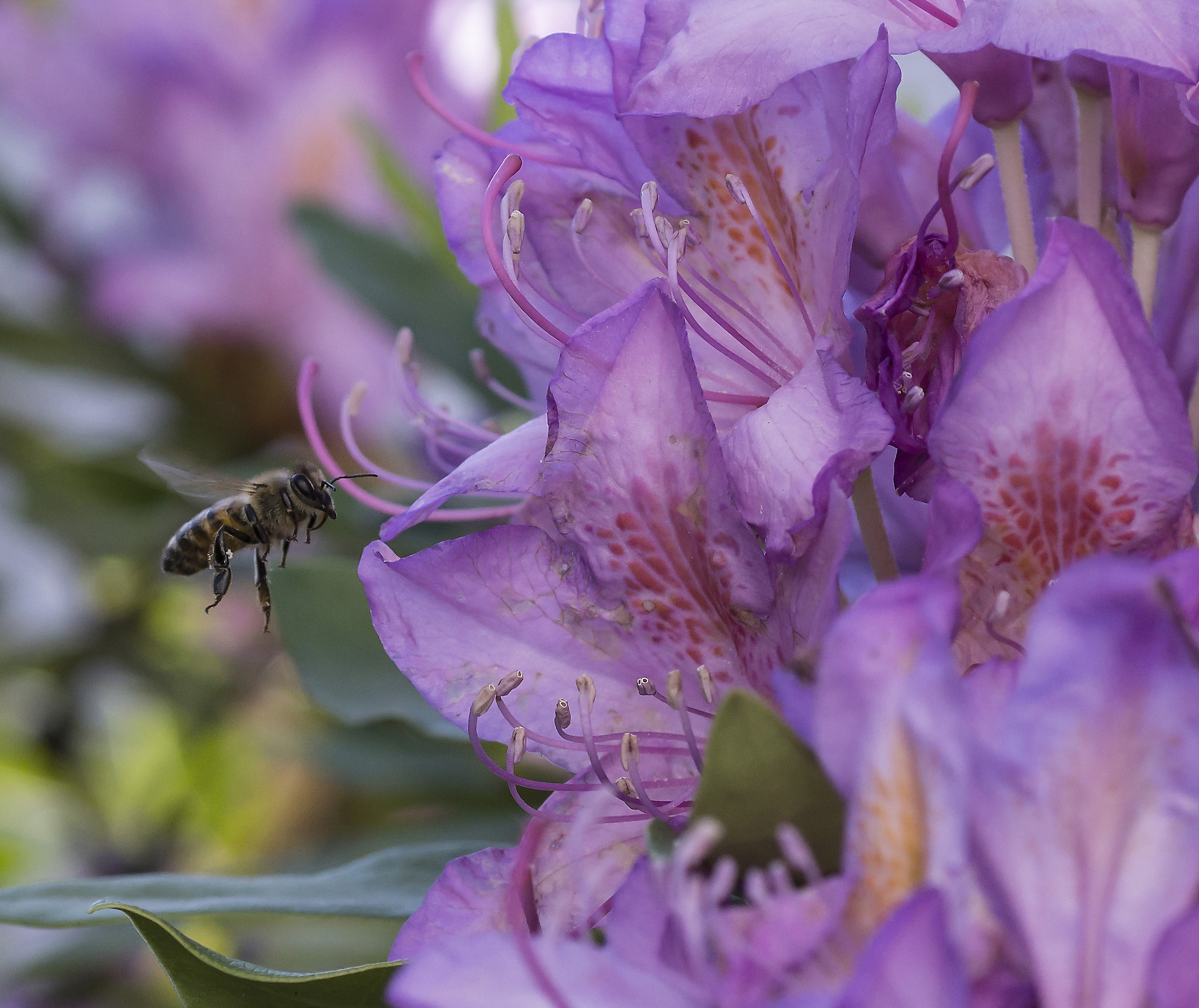 Rhododendron Catawbiense - 5 (con ape)