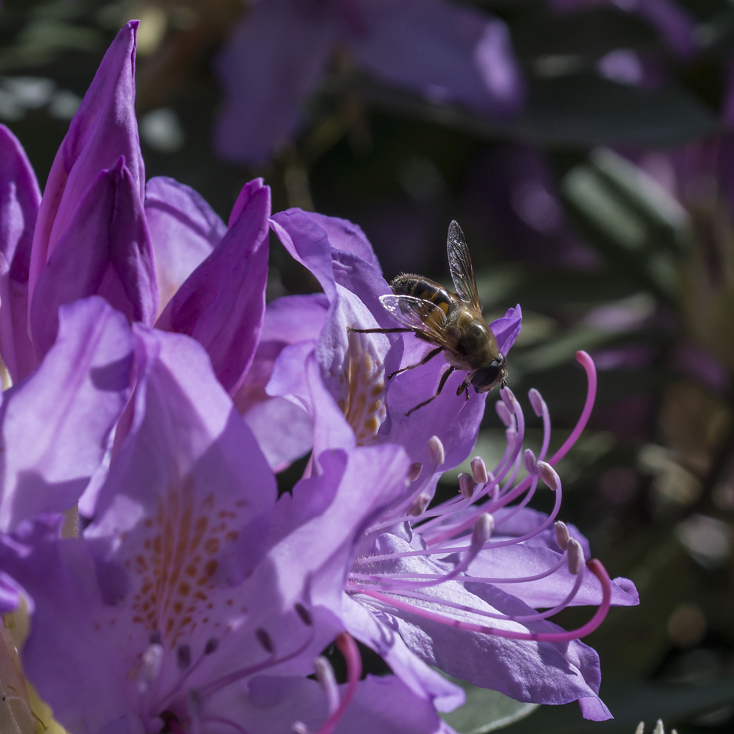Rhododendron Catawbiense - 8 (con ape)