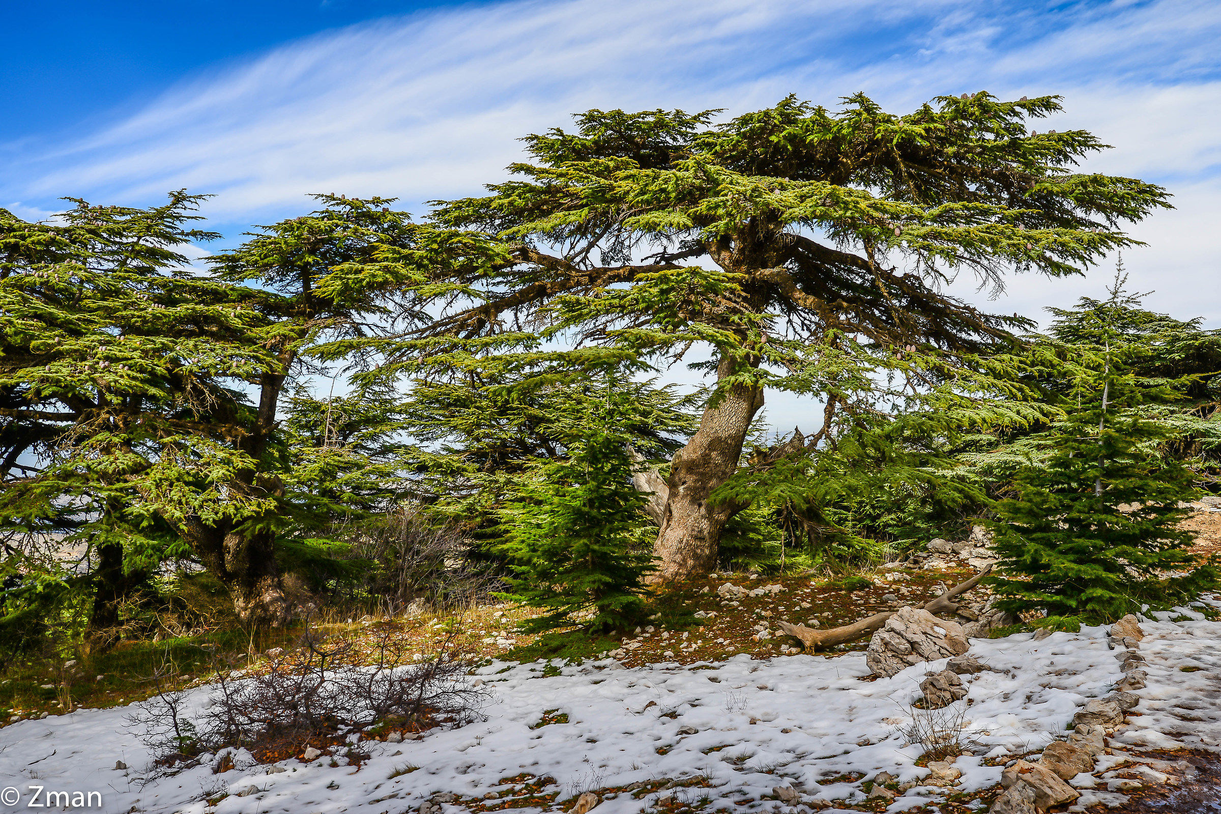 I cedri di al Barouk