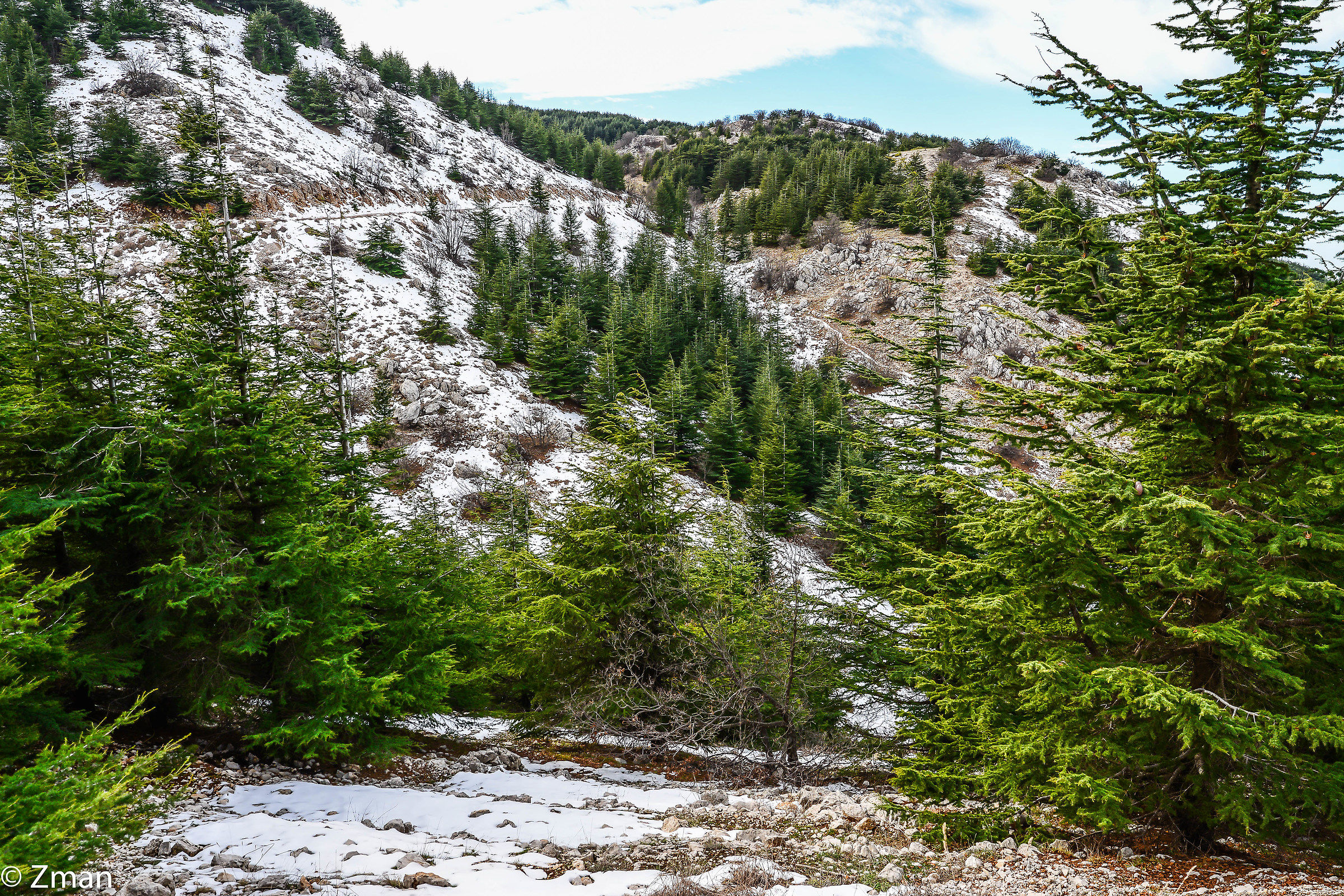 I cedri di al Barouk