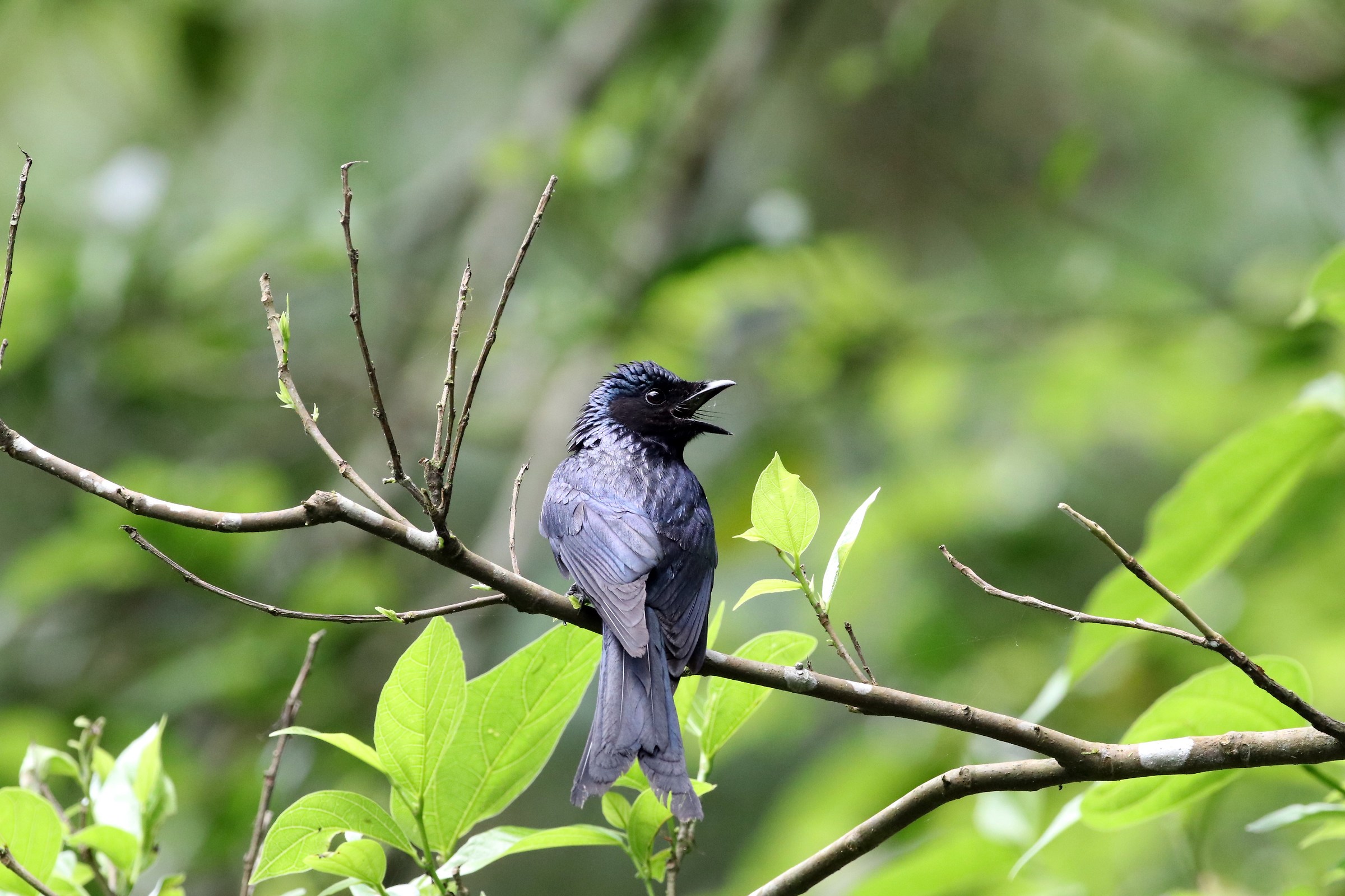 Bronzed Drongo