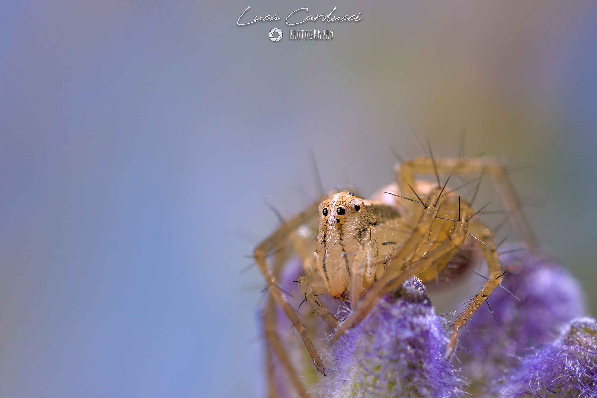 Spider on Lavender