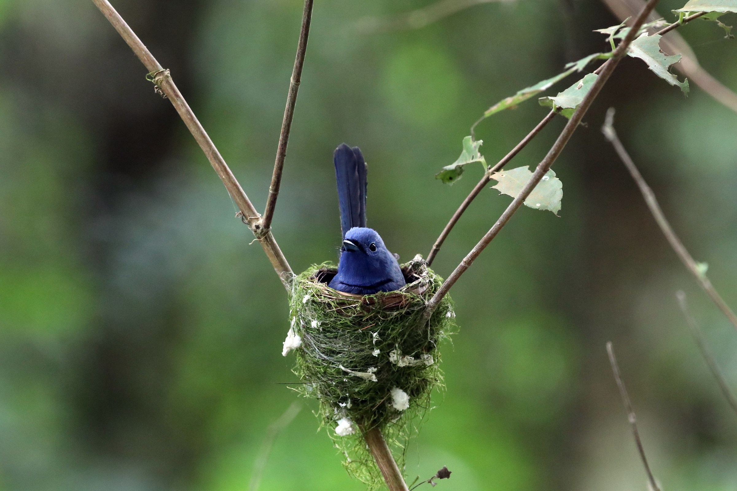 Black-naped Monarch