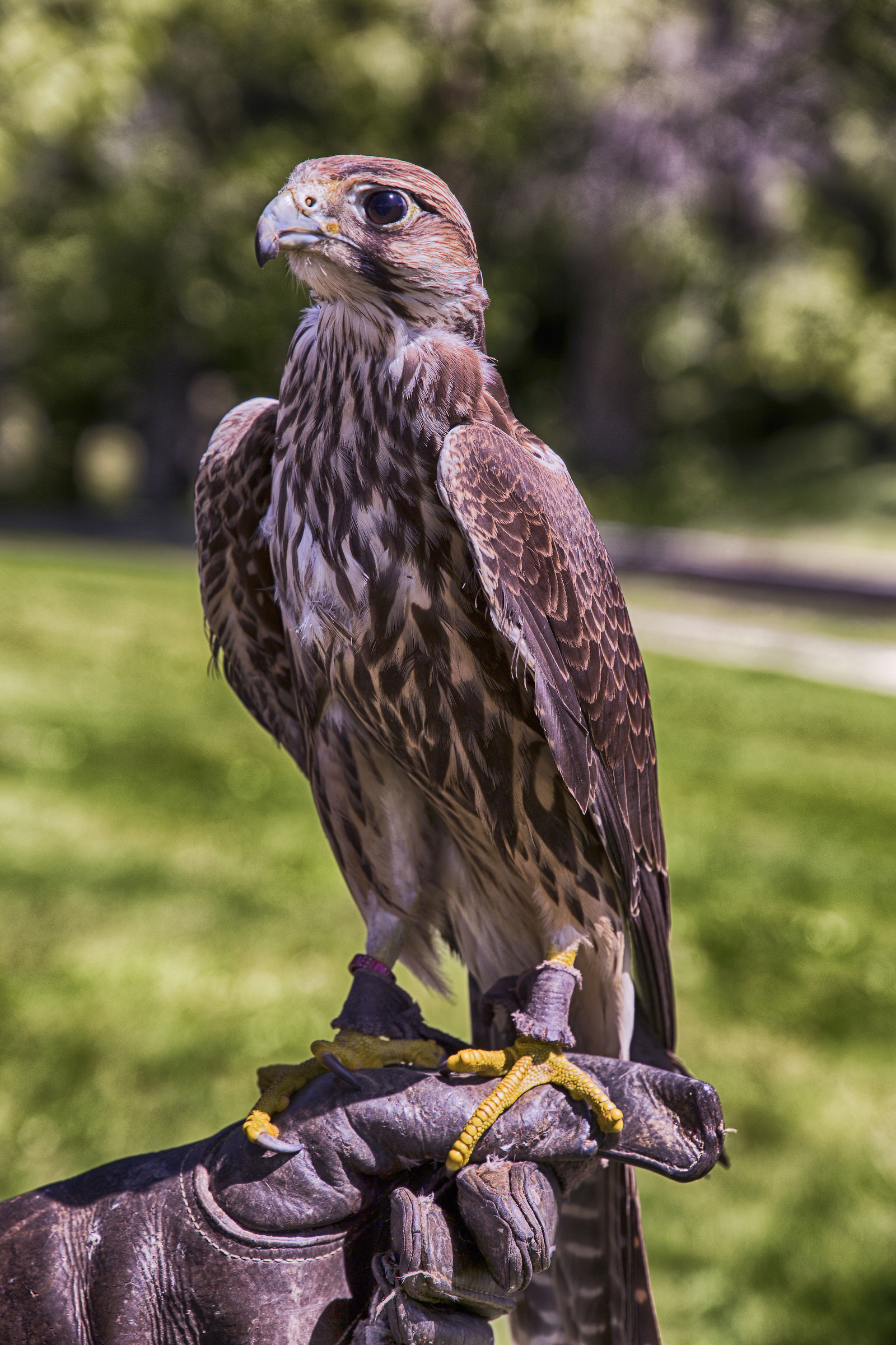ritratto di un rapace