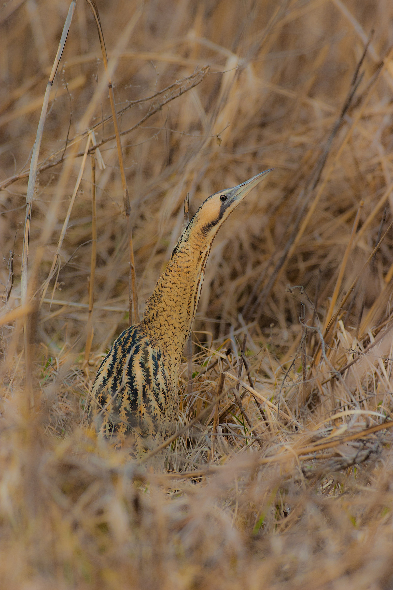 Tarabuso nel suo regno
