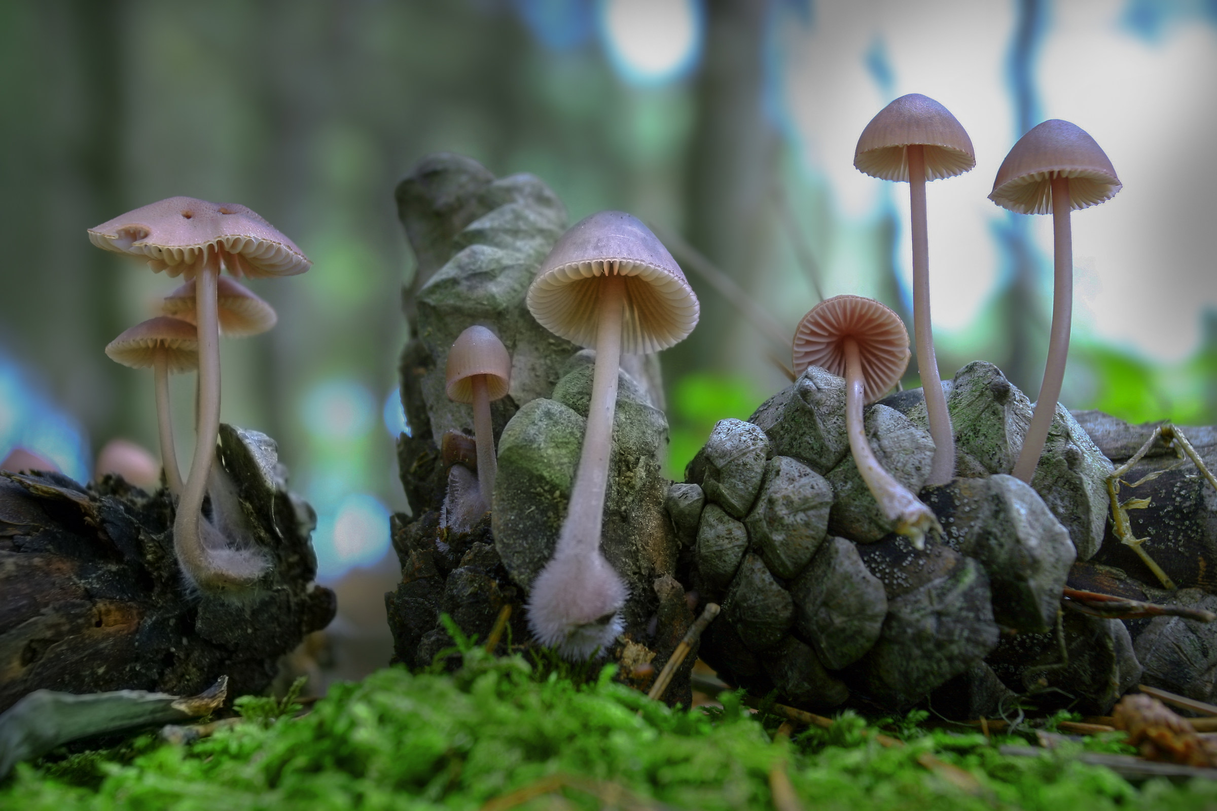 Mycena seynii