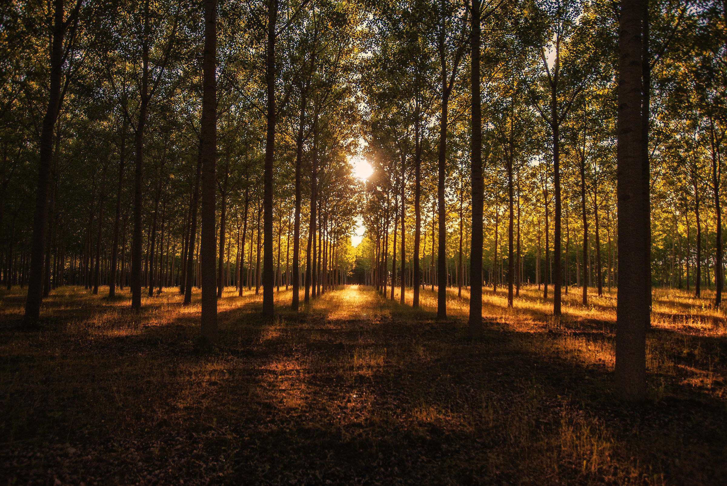 The shadow of the evening