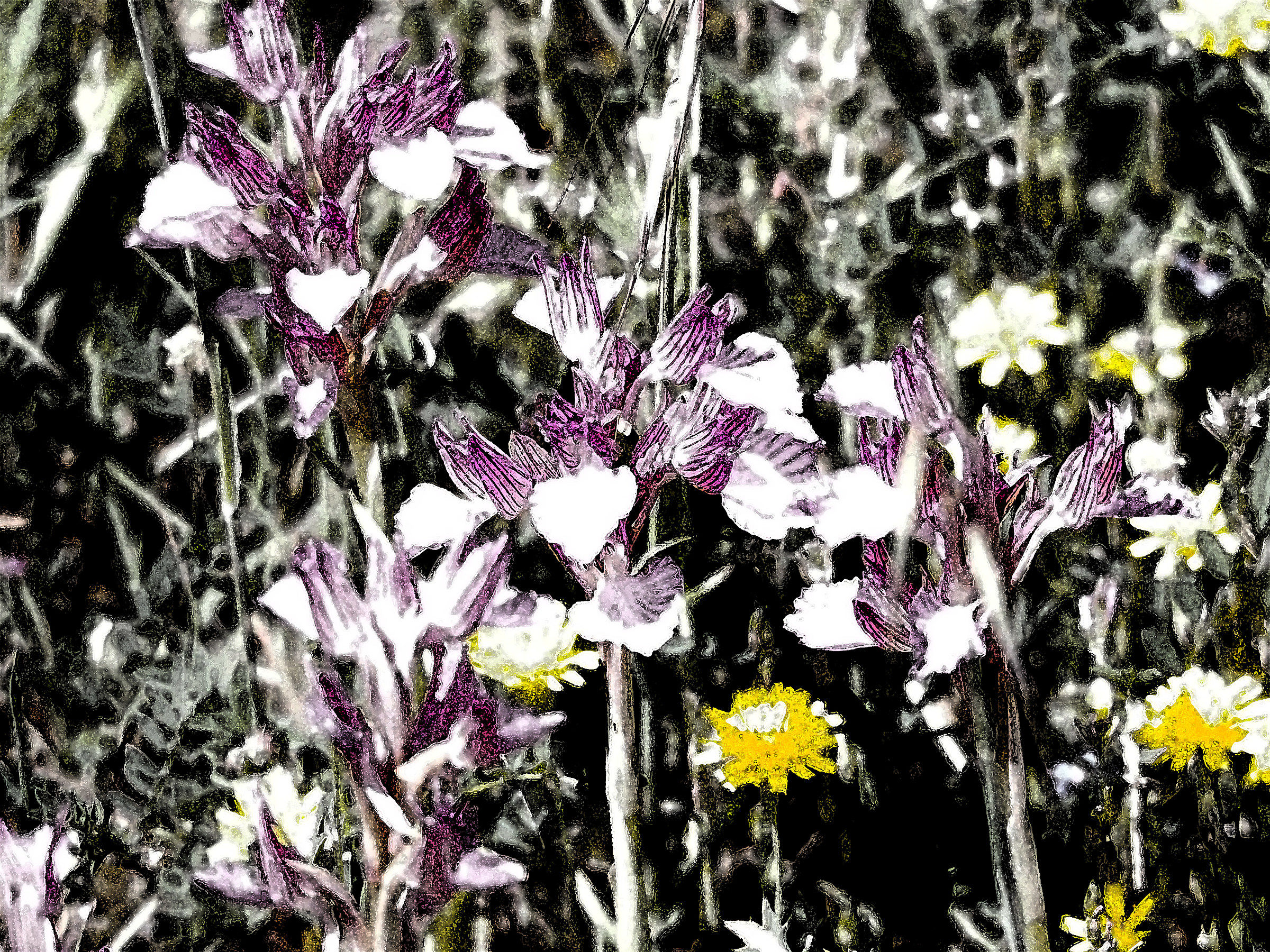 Etna orchids to the French!