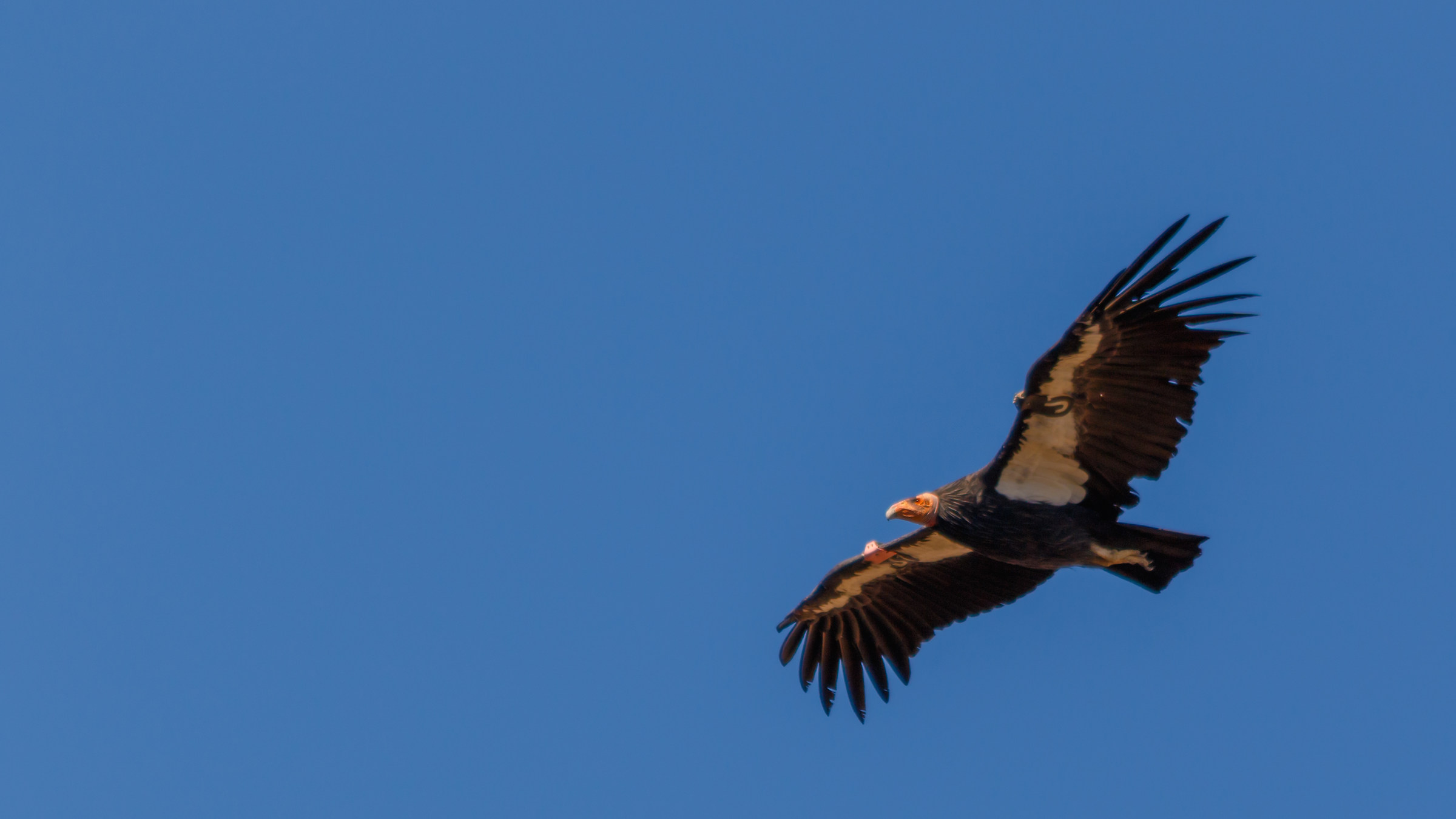 Grand Canyon - Condor