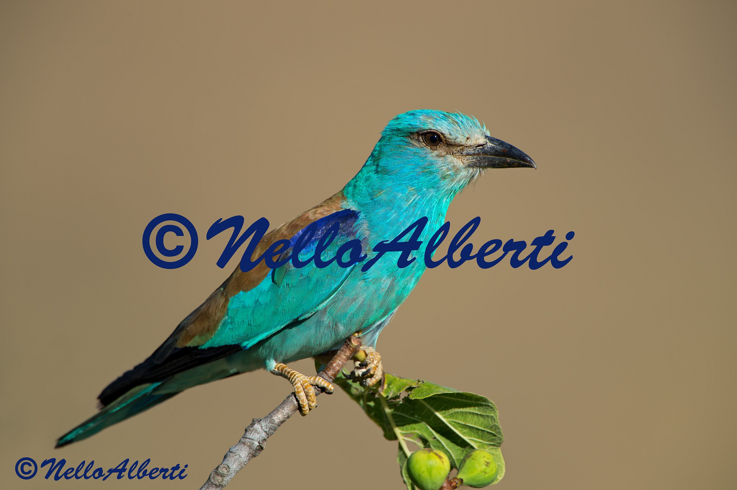 Ghiandaia marina posa classica