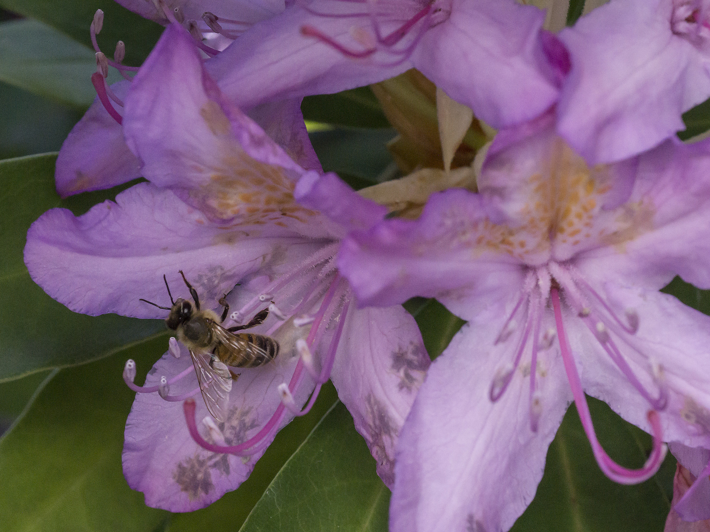 Rhododendron Catawbiense - 3 (con ape)