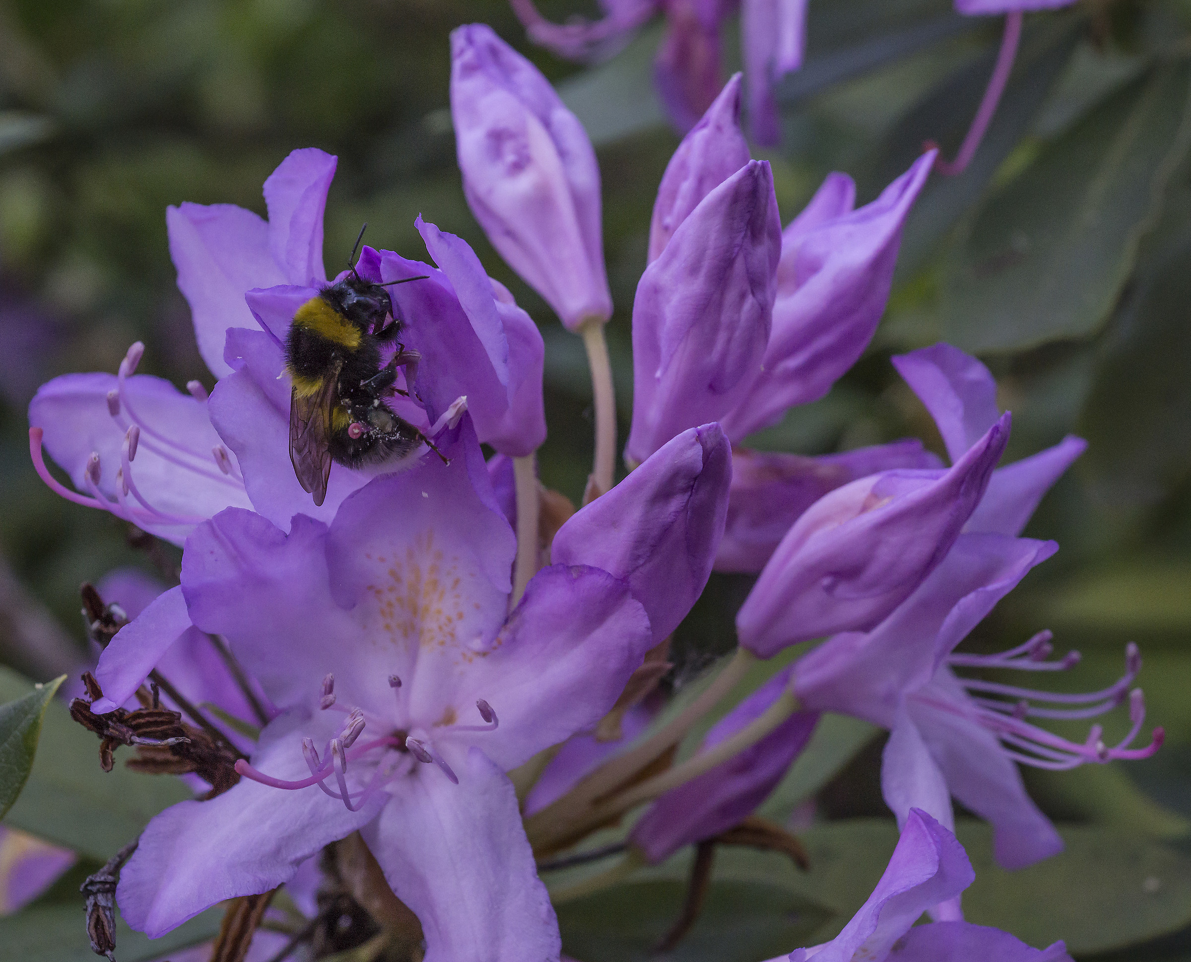 Rhododendron Catawbiense - 9 (con bombo)