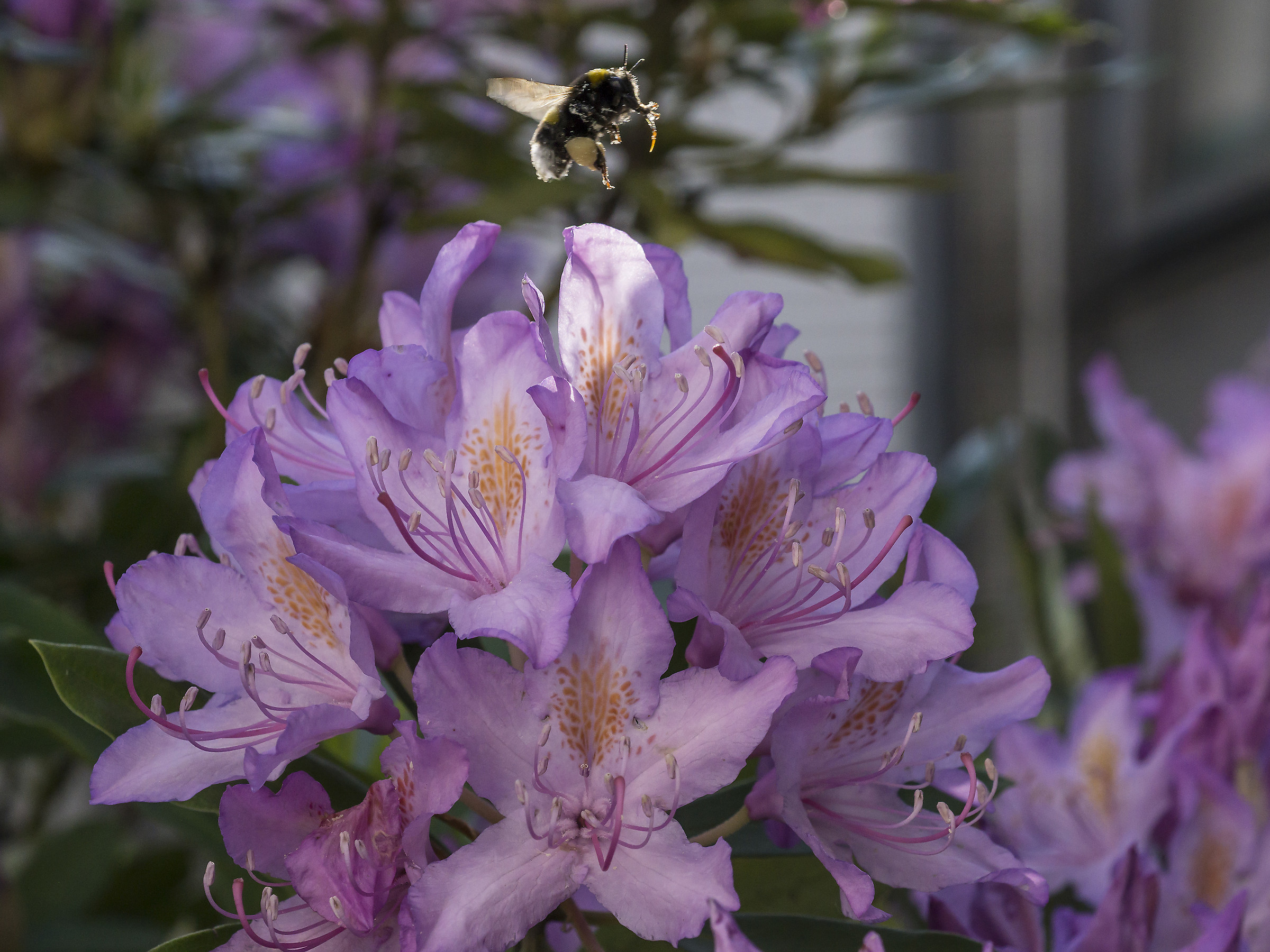 Rhododendron Catawbiense - 1 (con bombo)