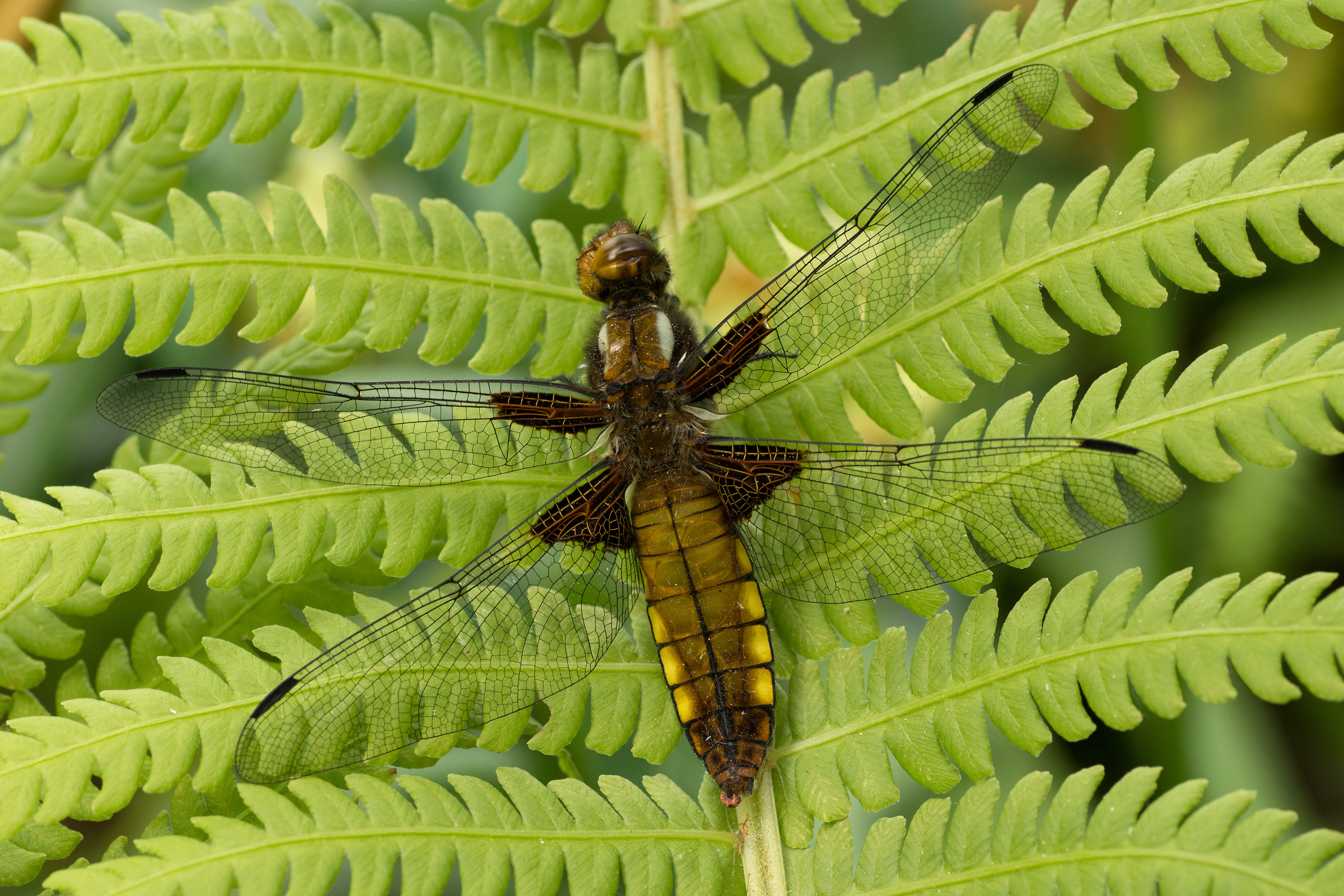 Libellula