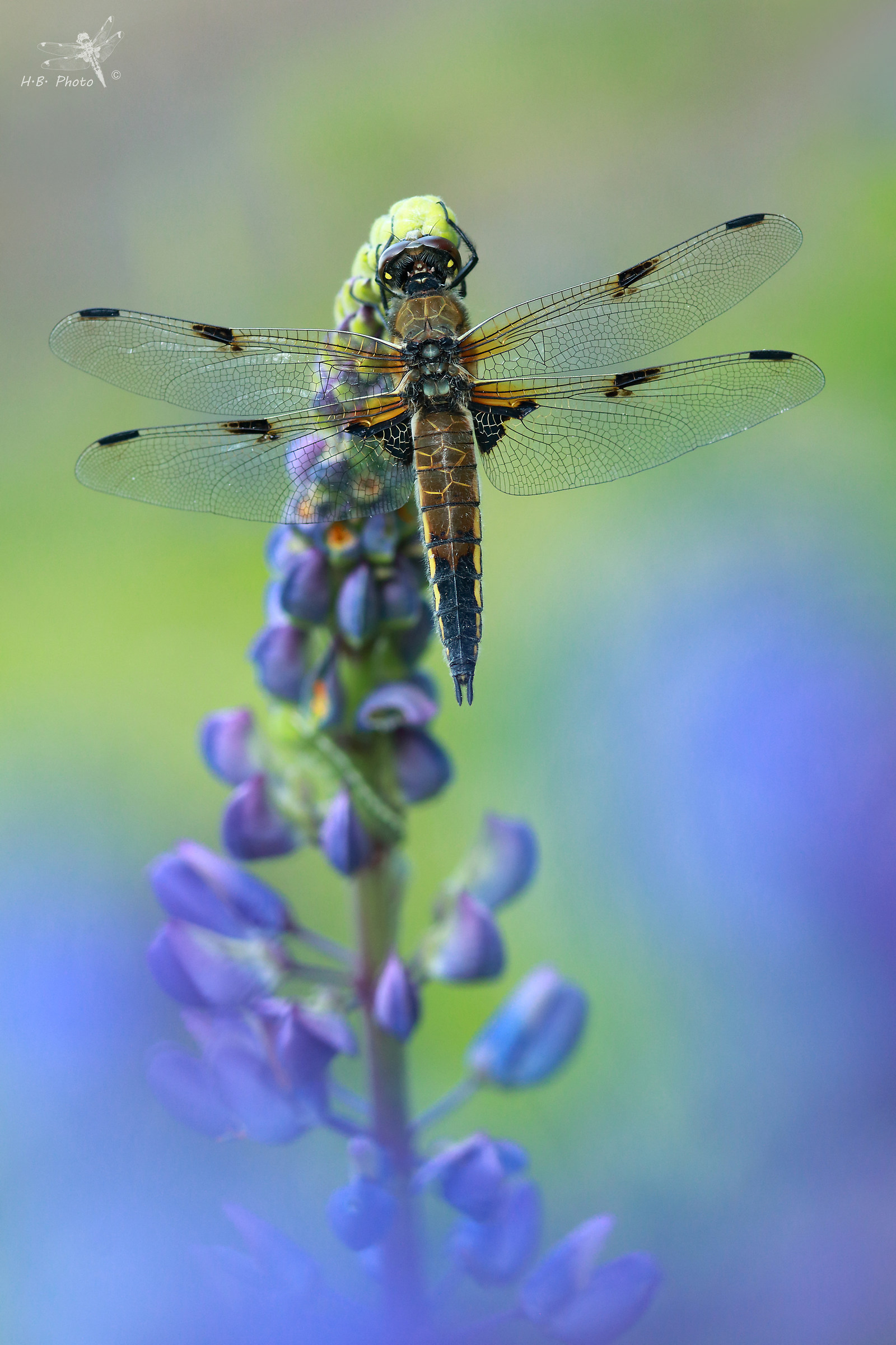 Libellula quadrimacullata, female