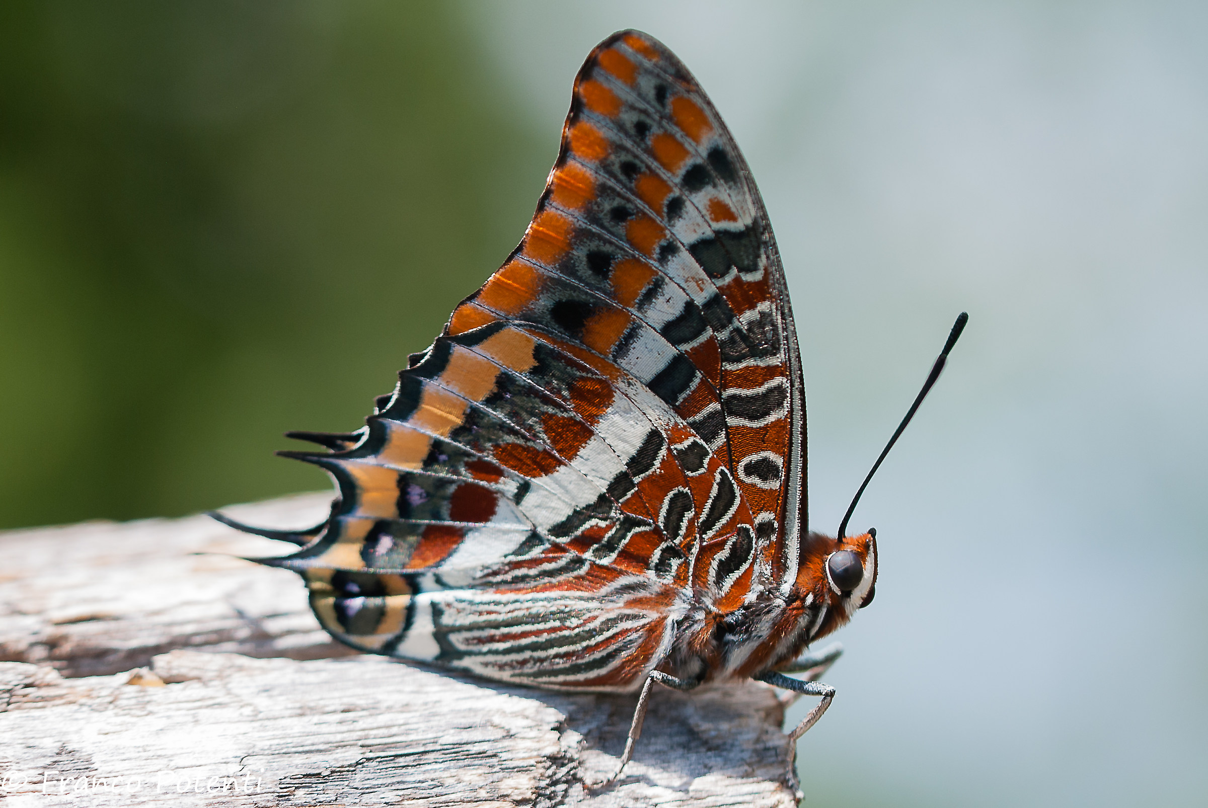Charaxes Jasius (ninfa del corbezzolo)