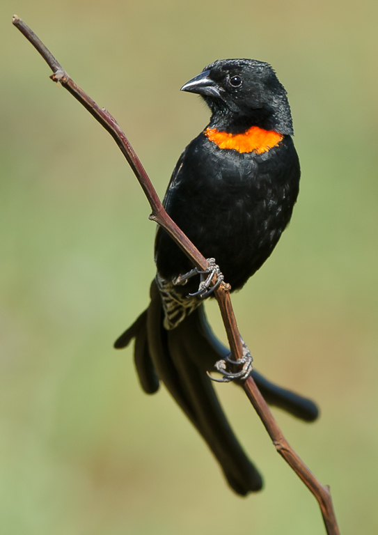 Red-collard Widow_0609