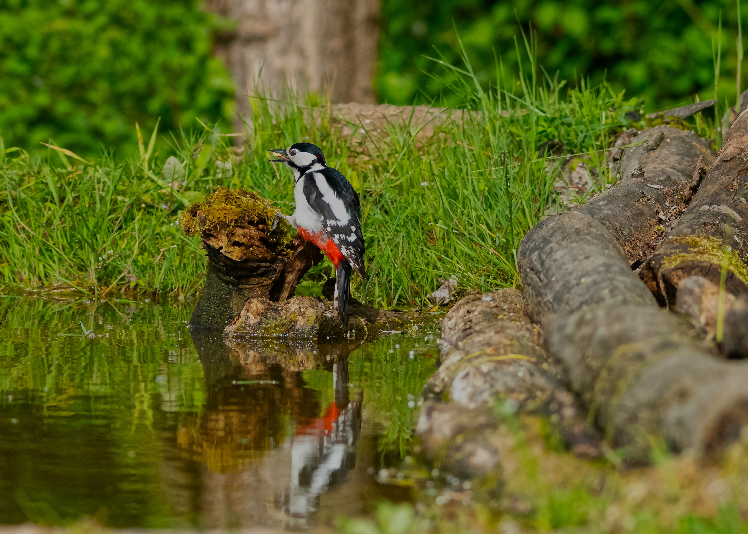 Senior Red Woodpecker