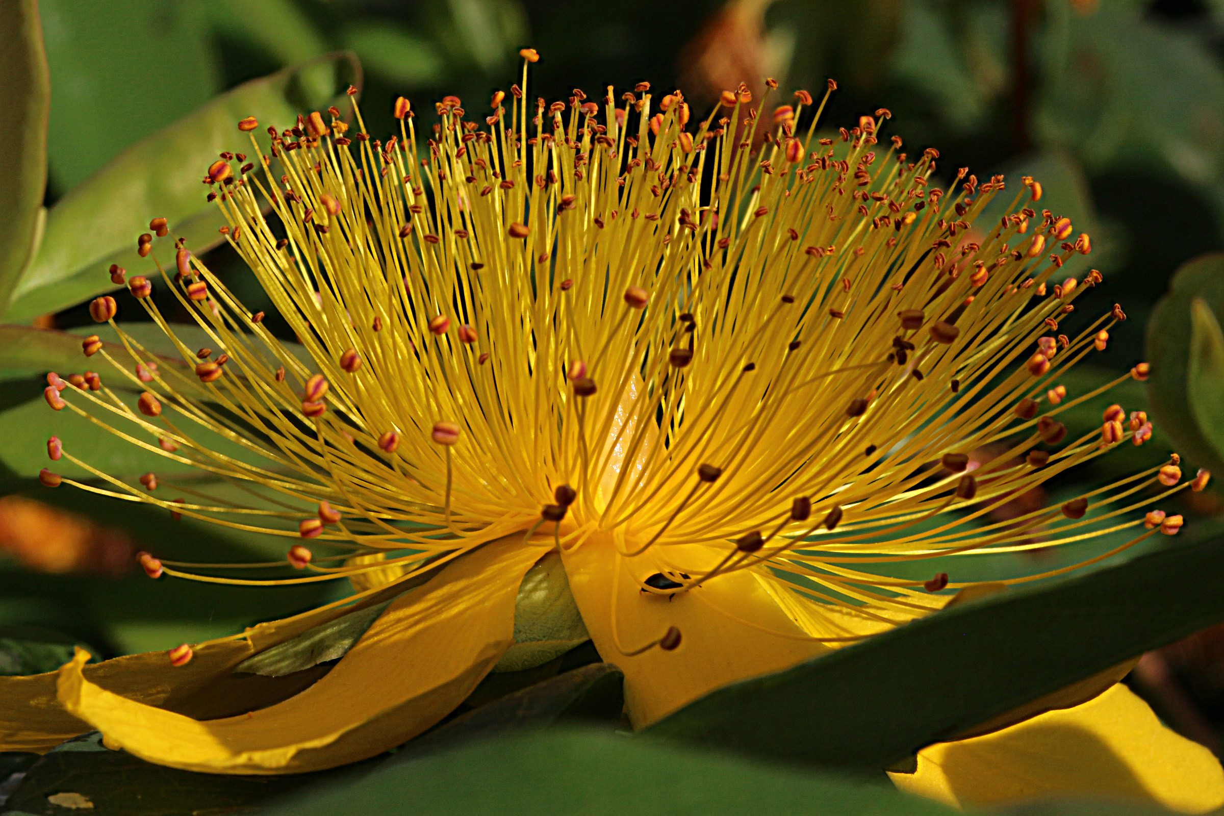 Seasonal Flower (Eliantemo)