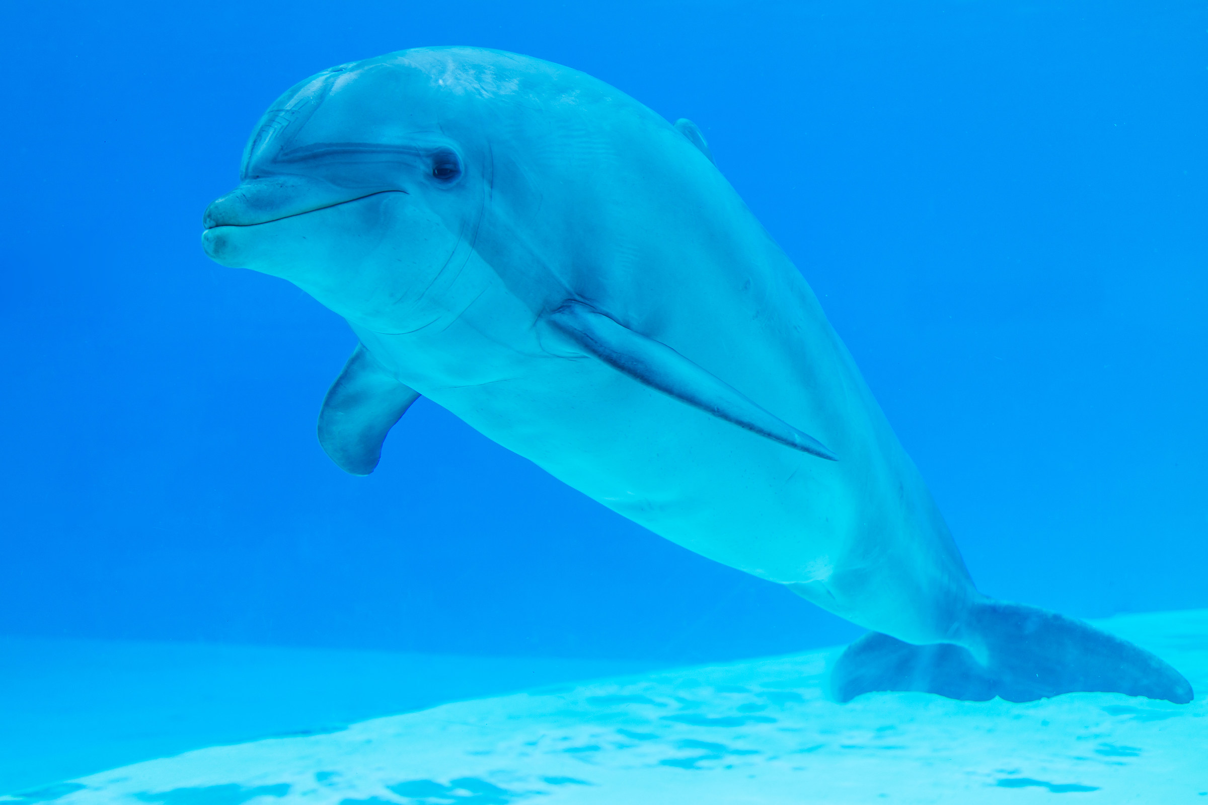 Curious Dolphin