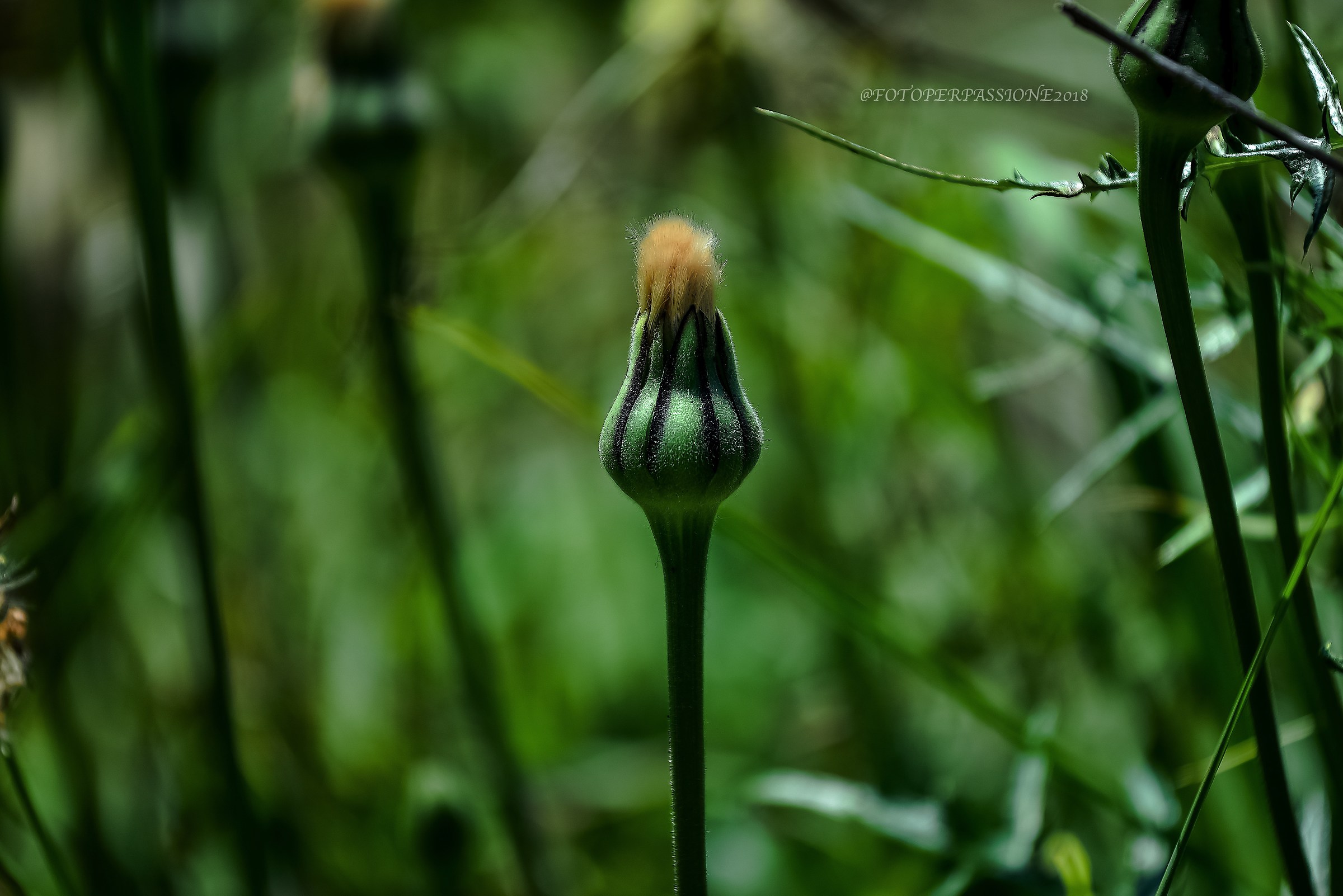 The spring green is not a color but a mood