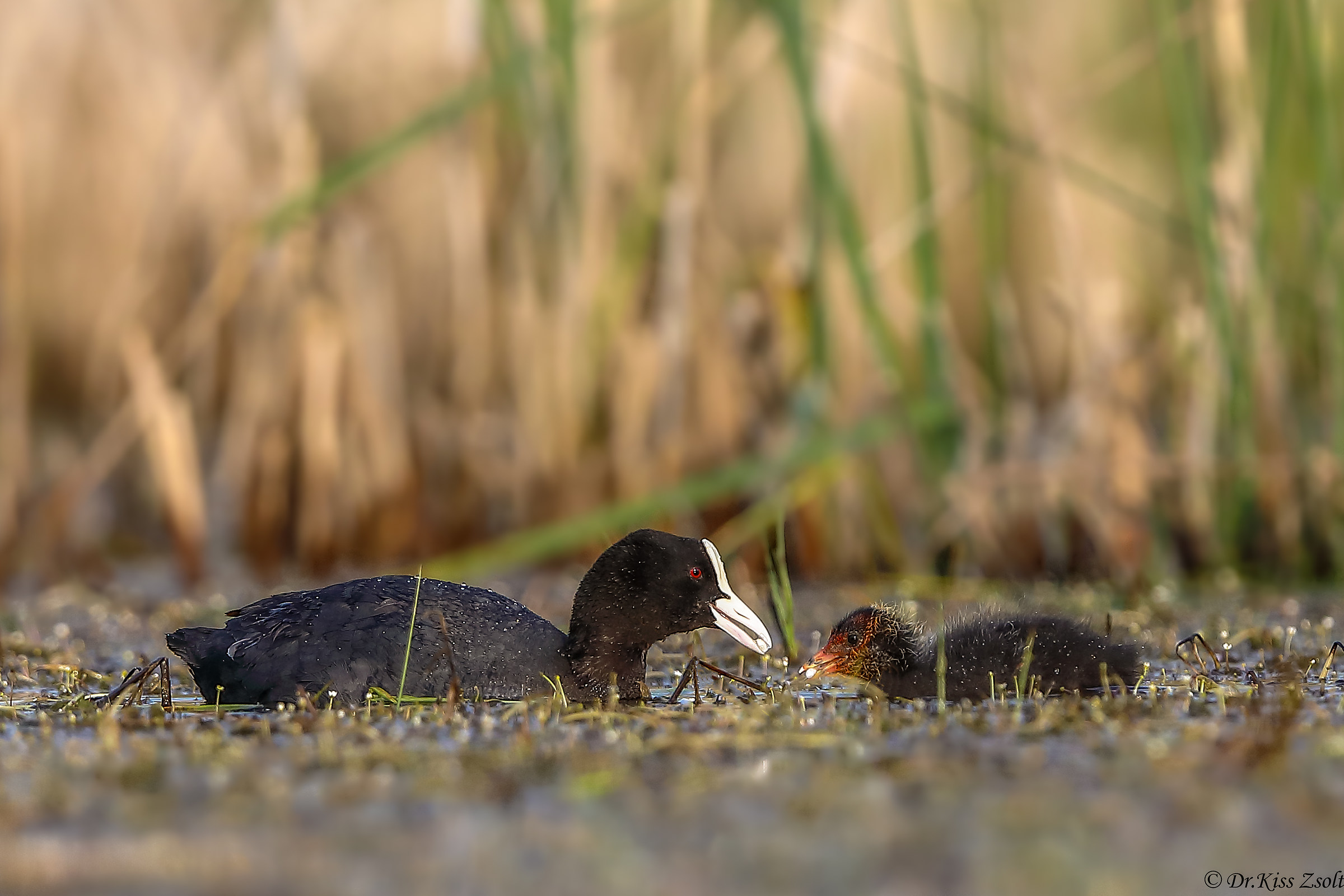 Folaga che alimenta il relativo pulcino