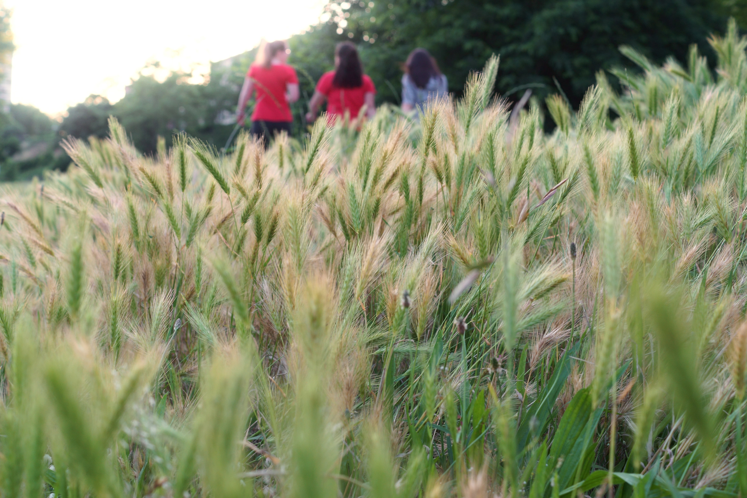 Passeggiata nel verde
