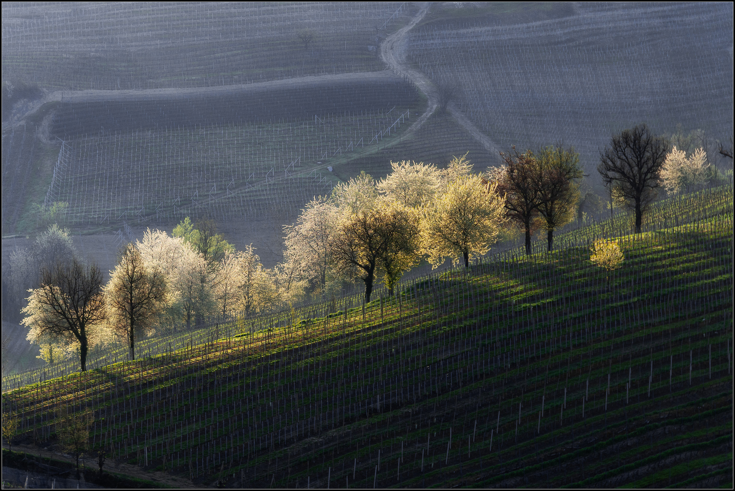 primavera nelle langhe