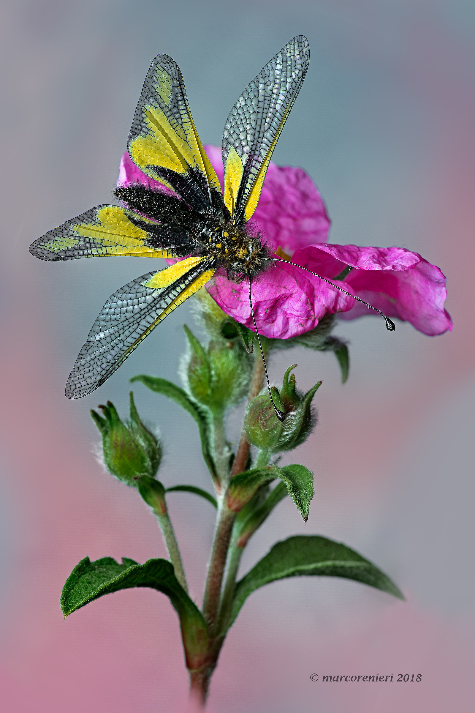 Libelloides Coccajus