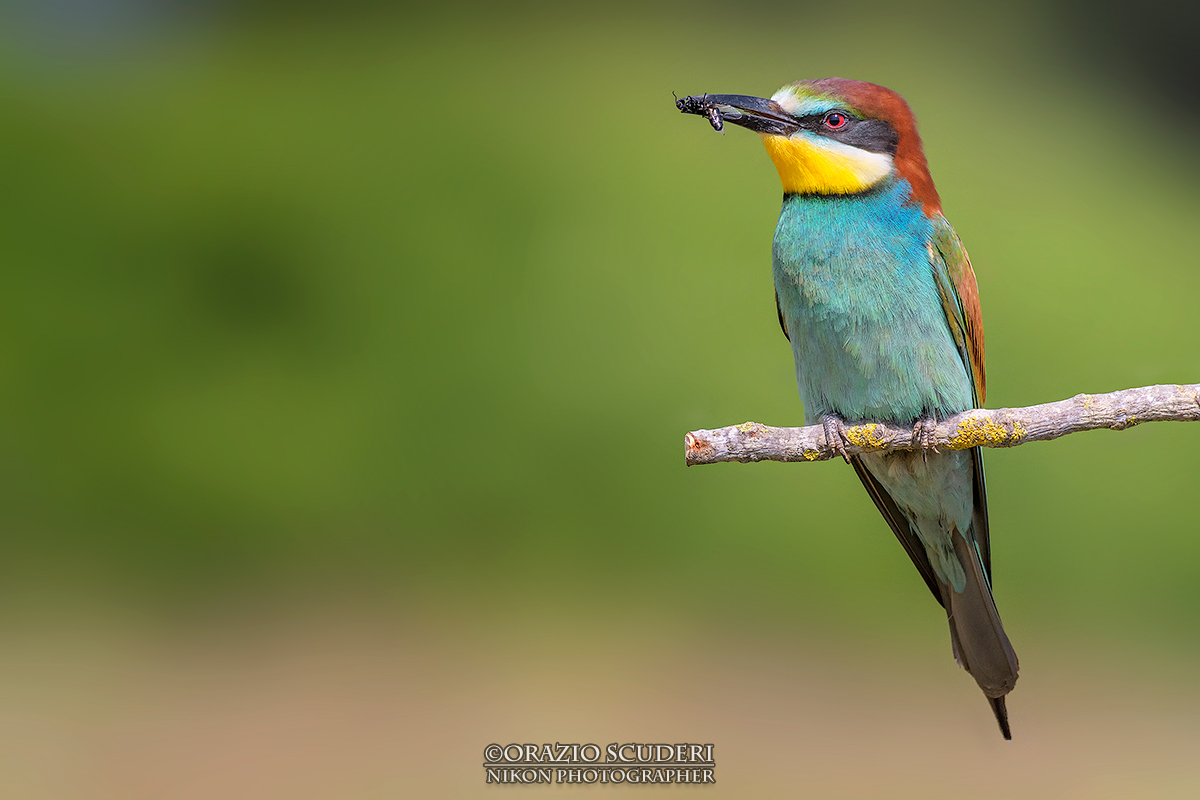 Merops Apiaster