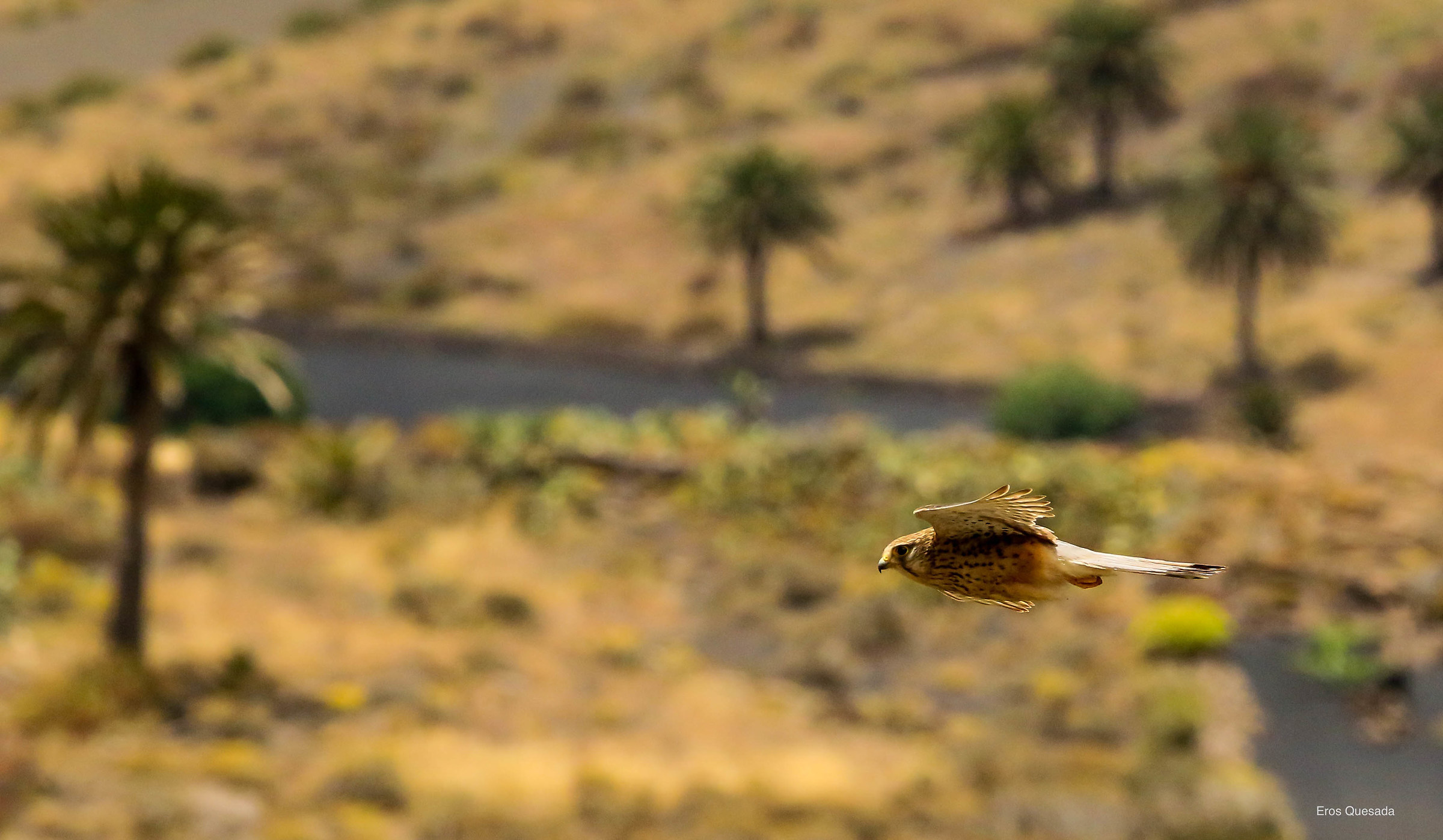 Falco Tinnunculus Dacotiae