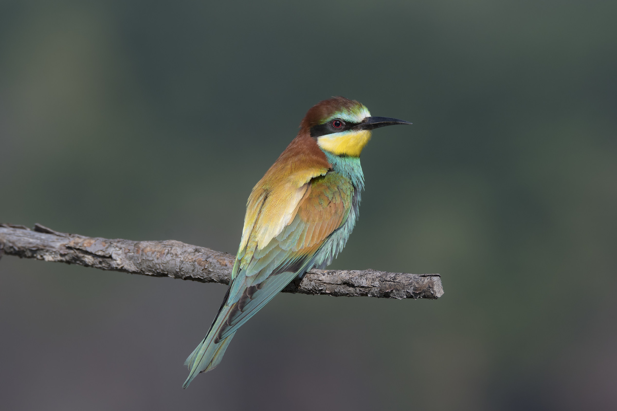 Merops apiaster
