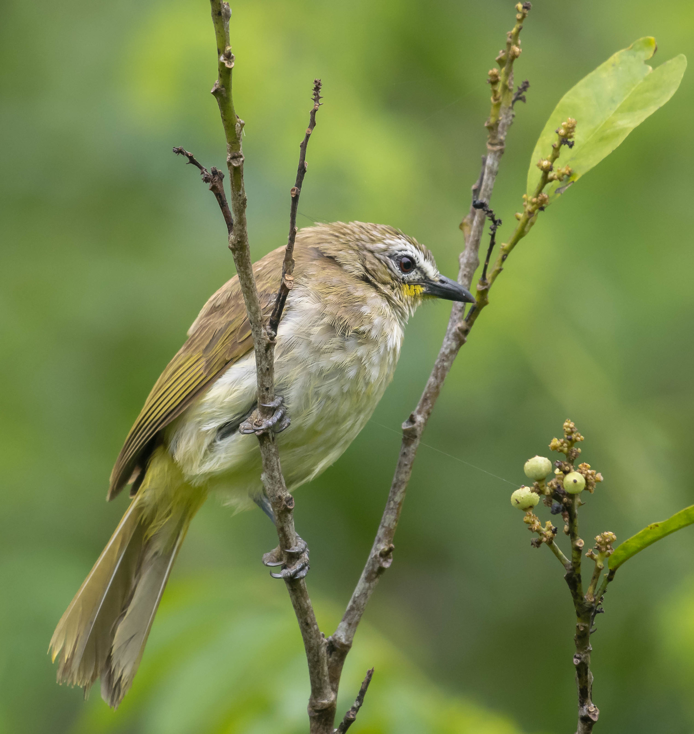 White Browed Bulbul