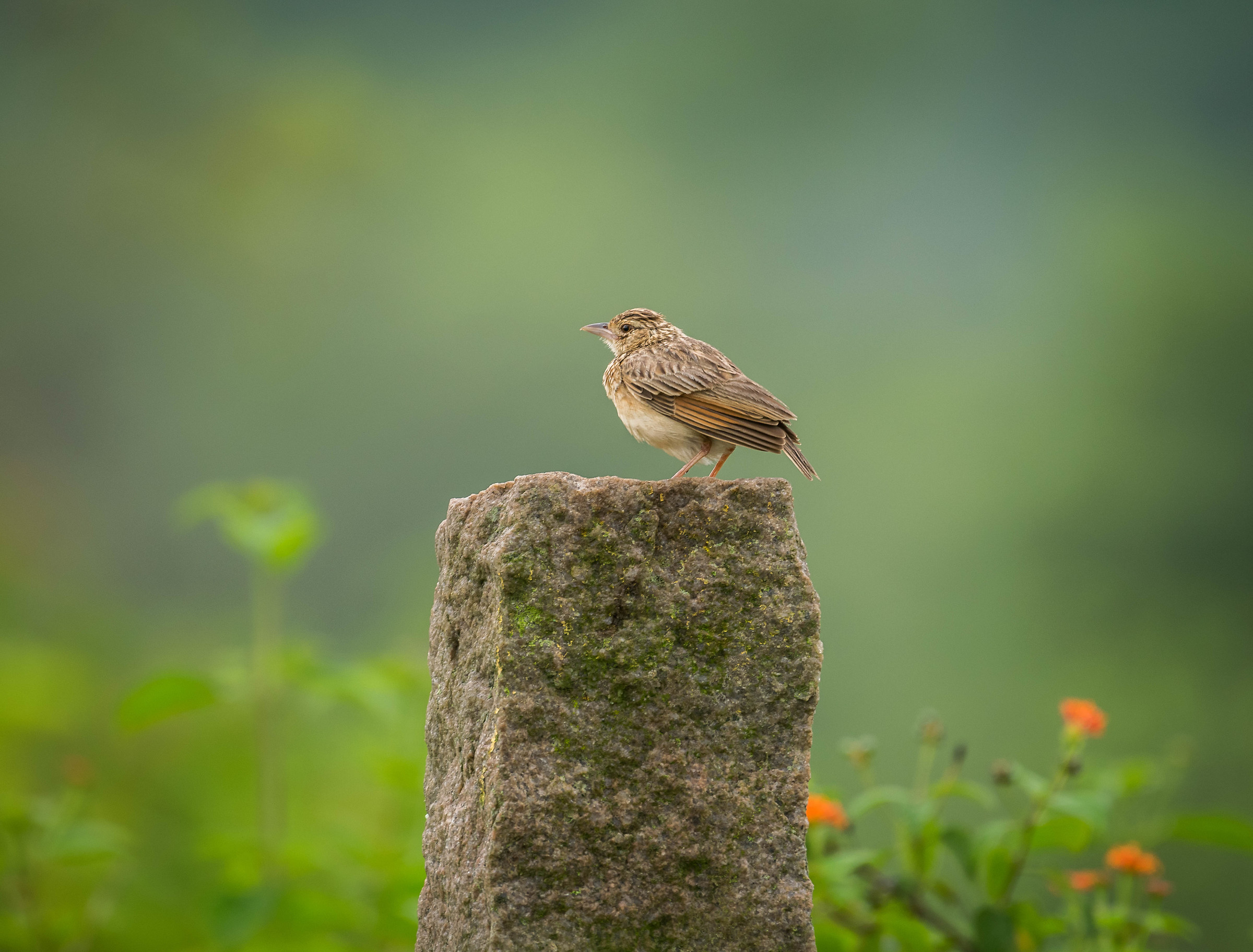 Pipit