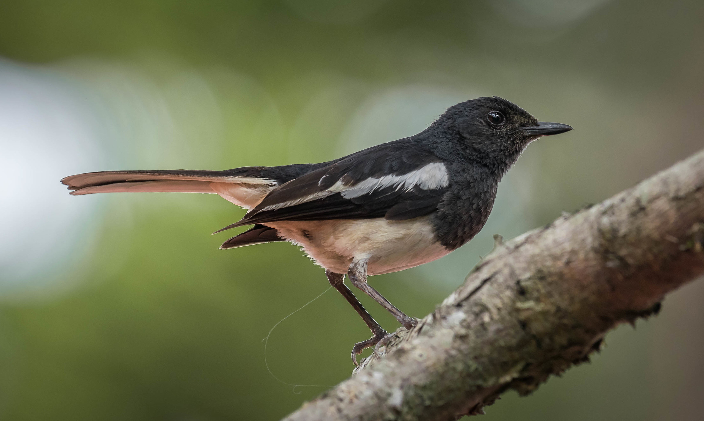 Oriental Magpie Robin