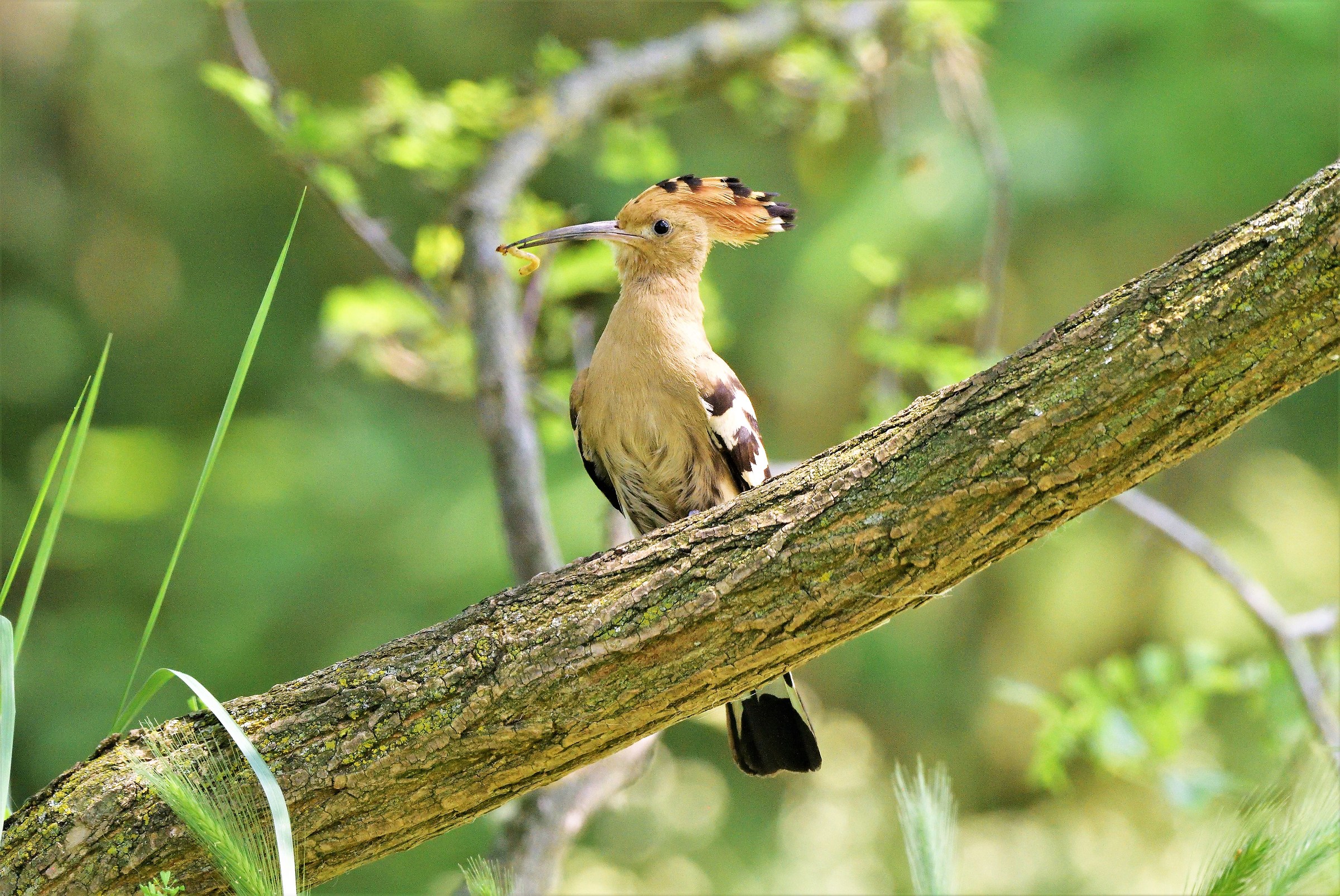 Hoopoe